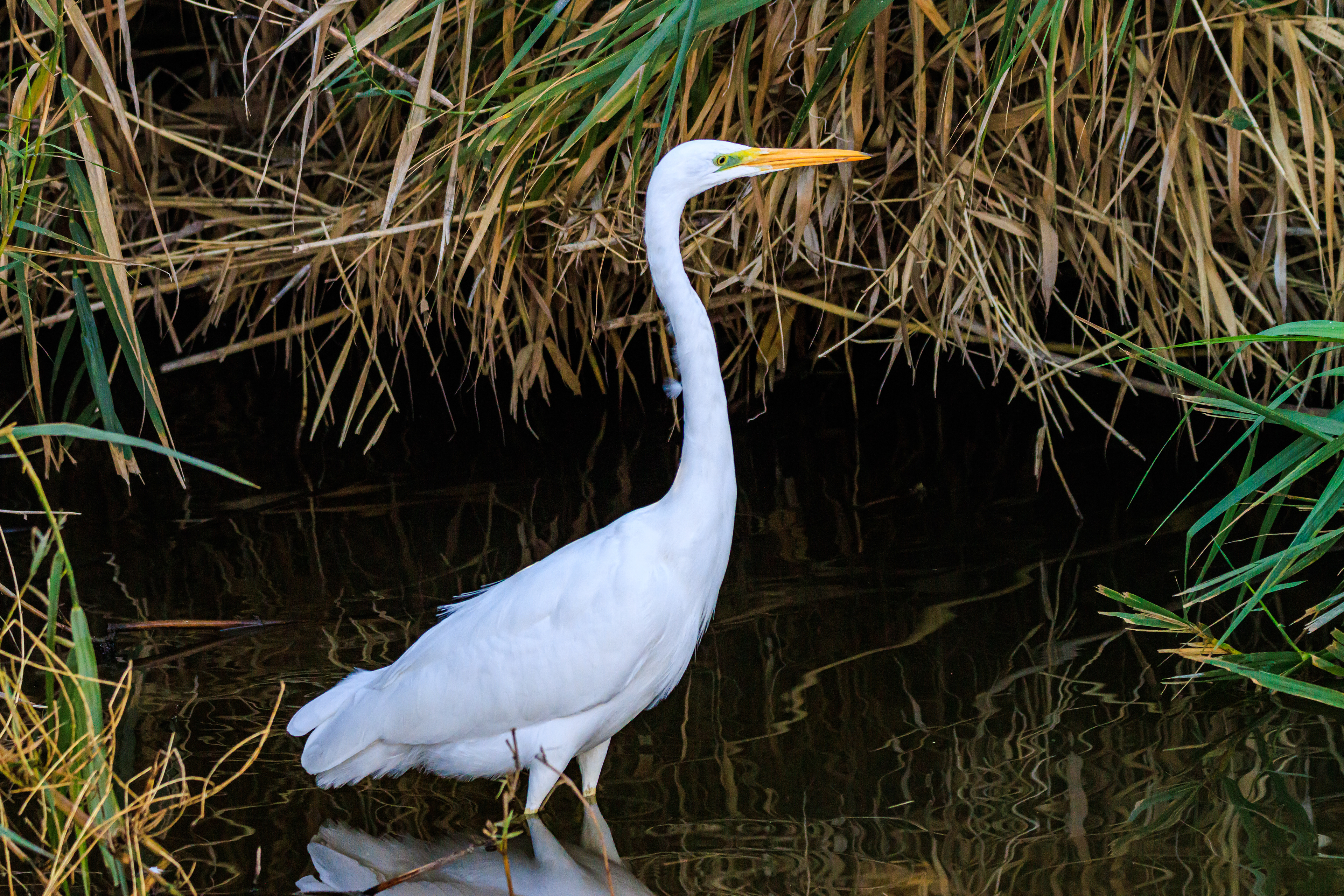 Great egret - Большая белая цапля - לבנית גדולה