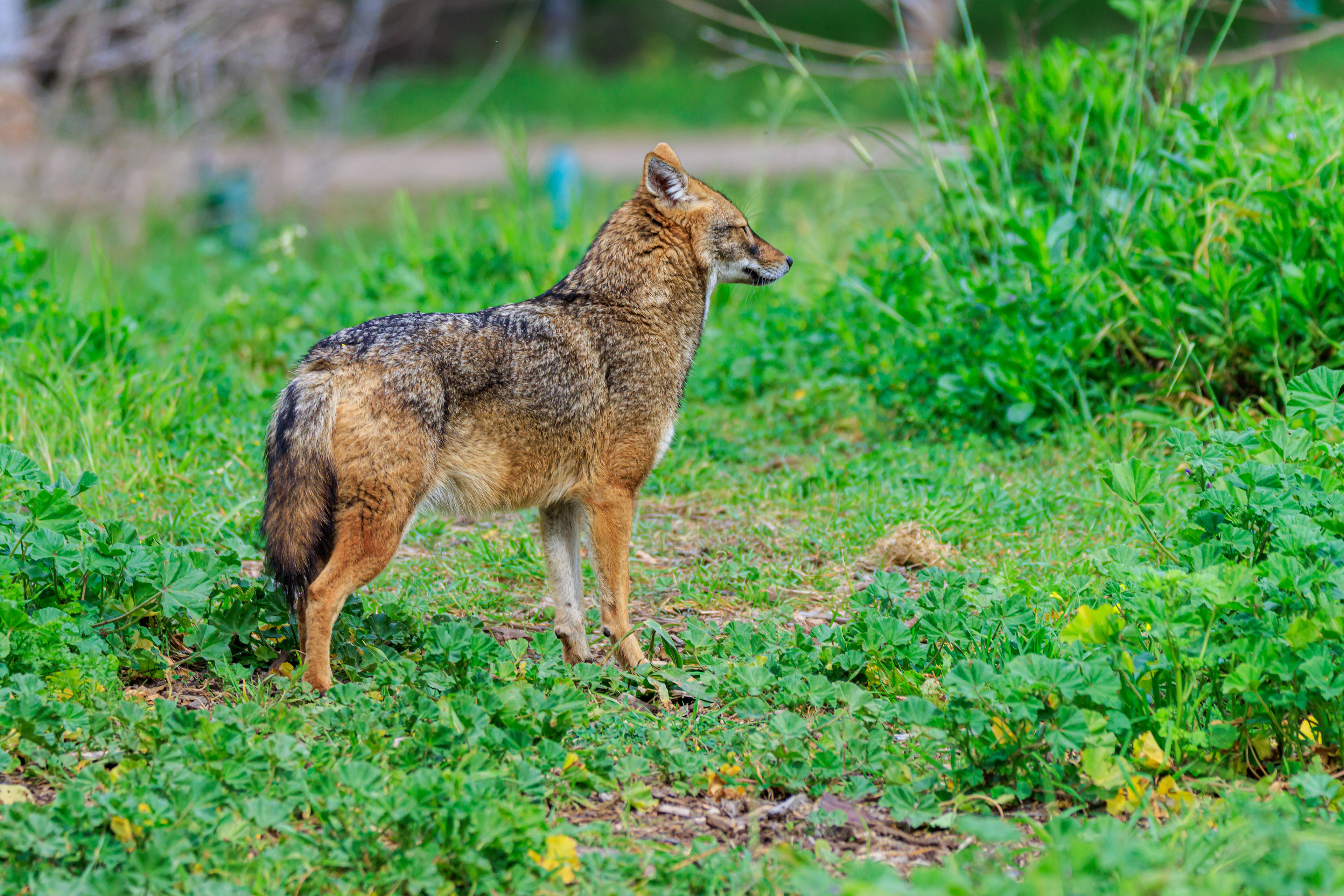Golden jackal - Обыкновенный шакал - תן זהוב