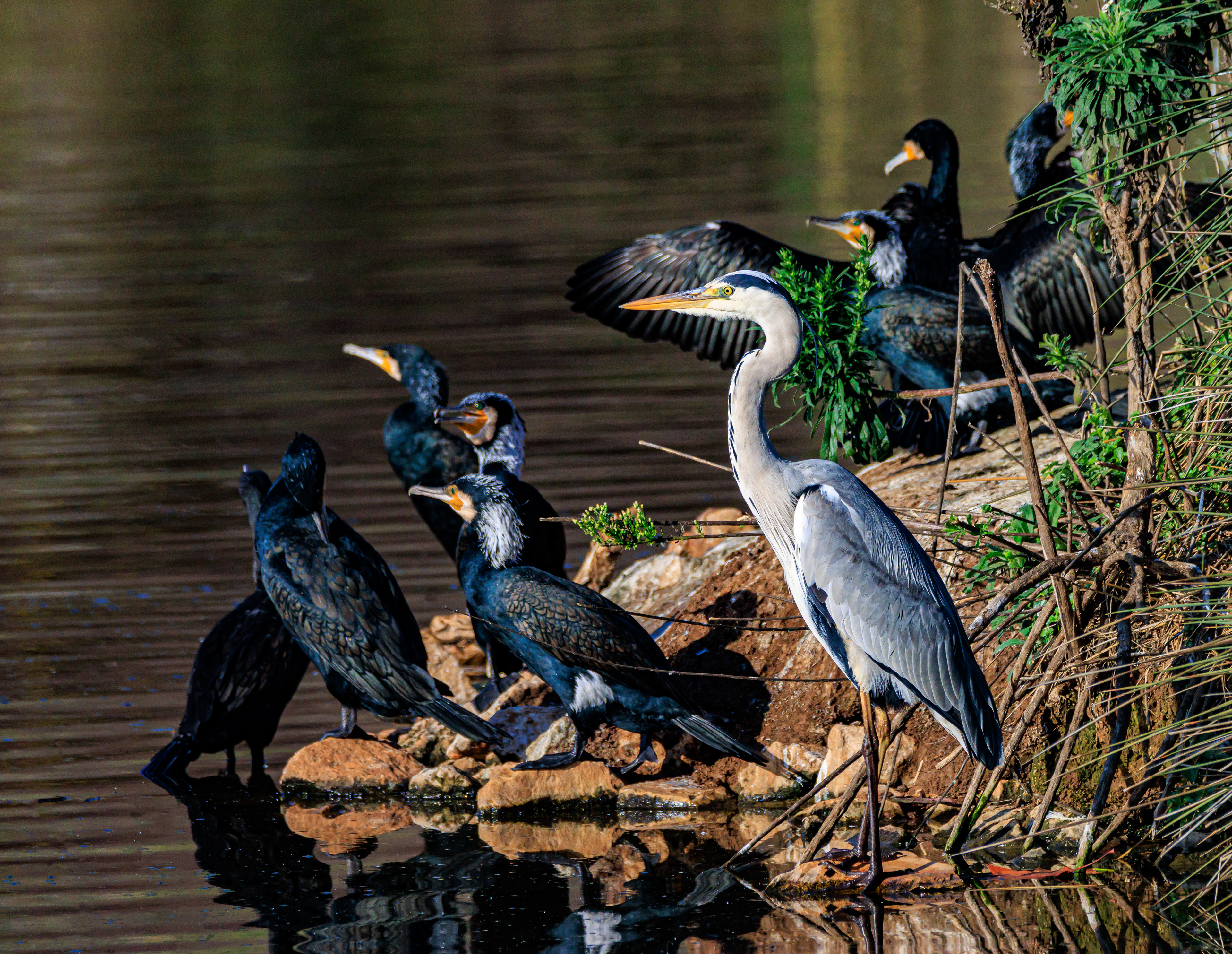 Grey heron - Серая цапля - אנפה אפורה