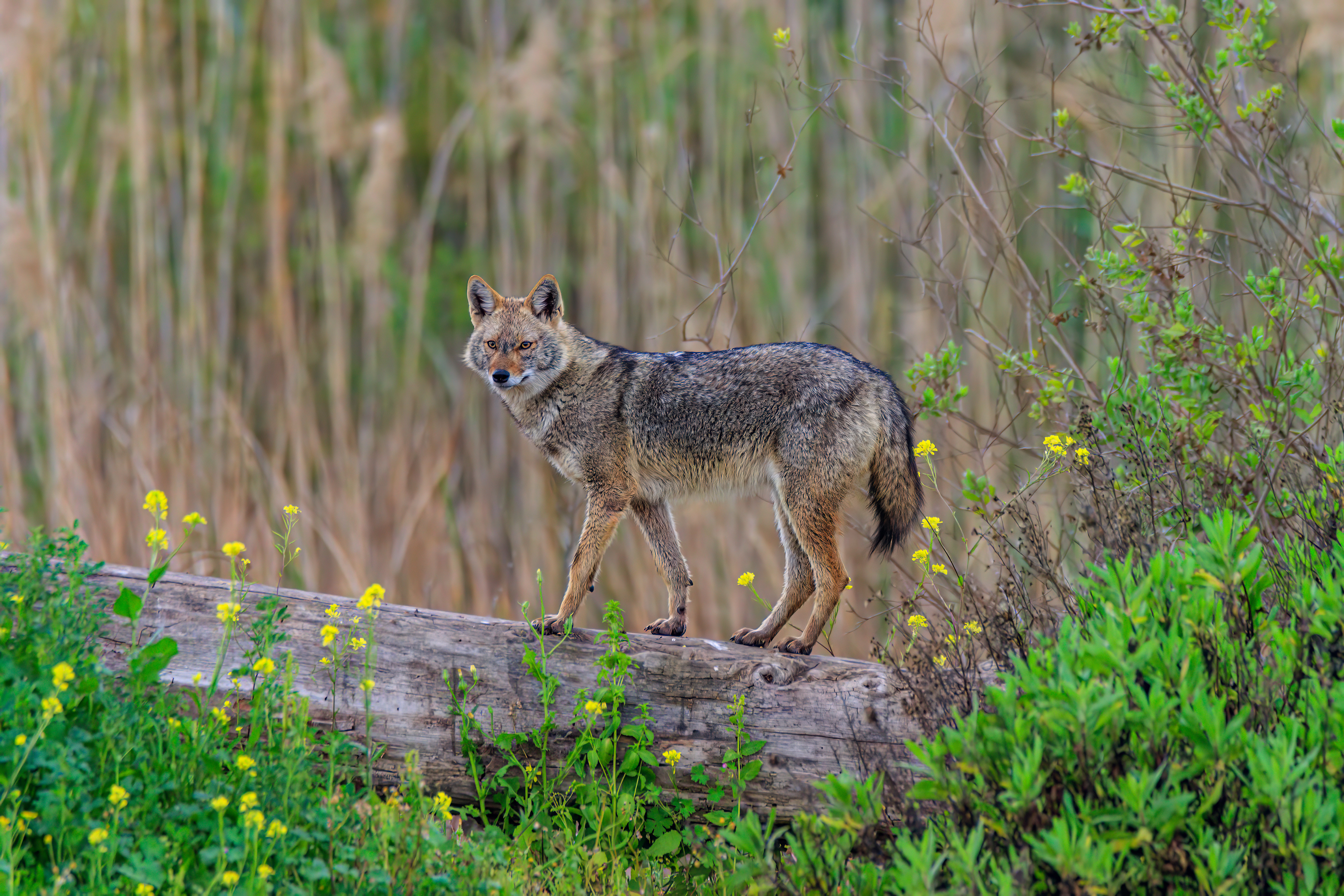 Golden jackal - Обыкновенный шакал - תן זהוב