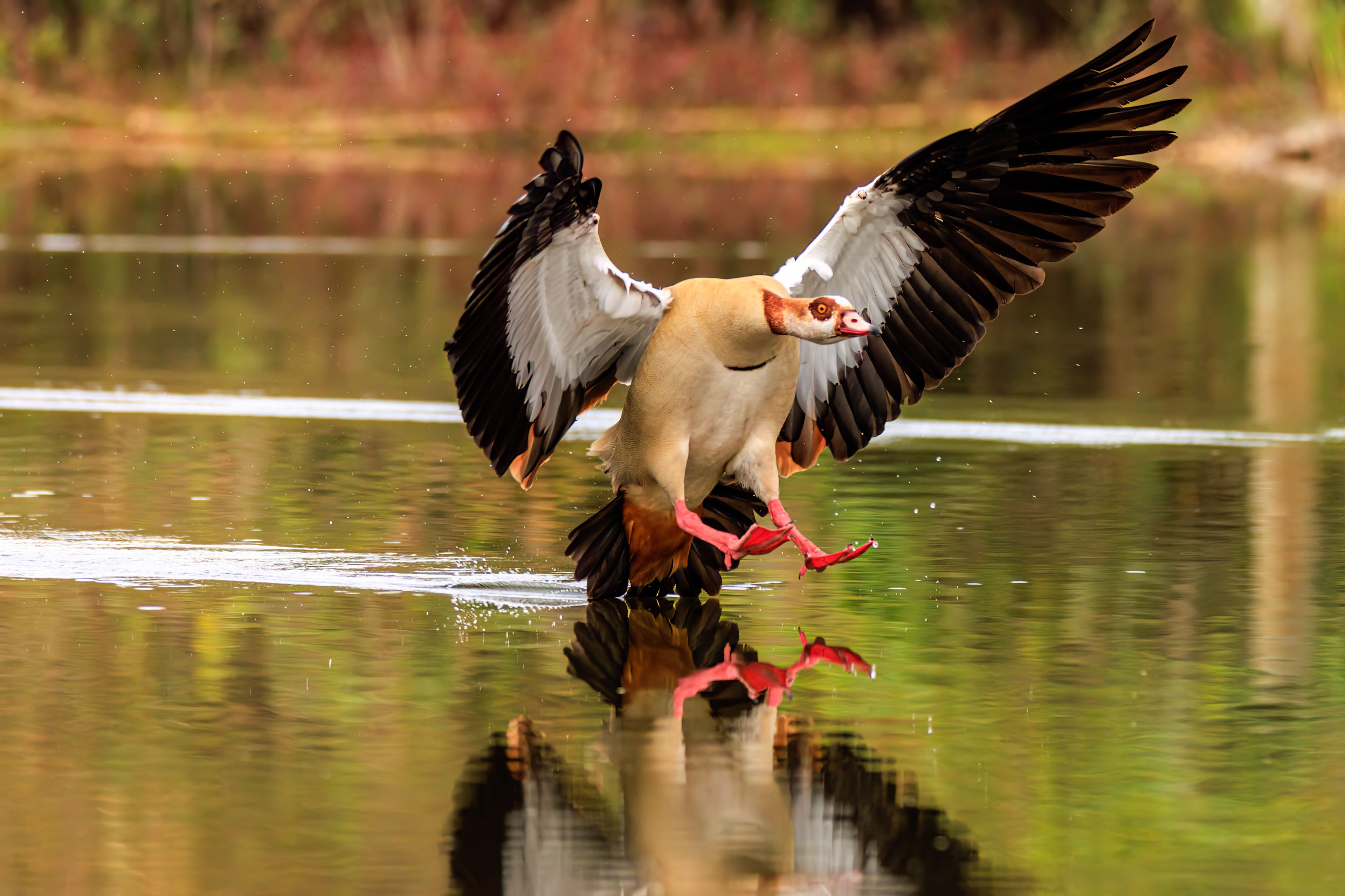 Egyptian goose - Нильский гусь - יאורית מצרית