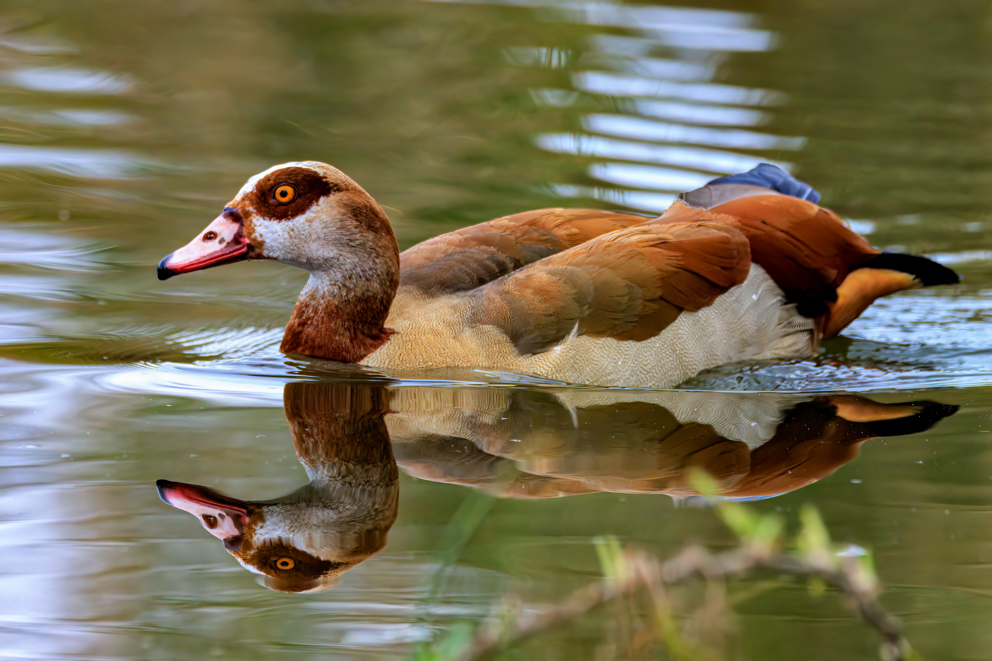 Egyptian goose - Нильский гусь - יאורית מצרית