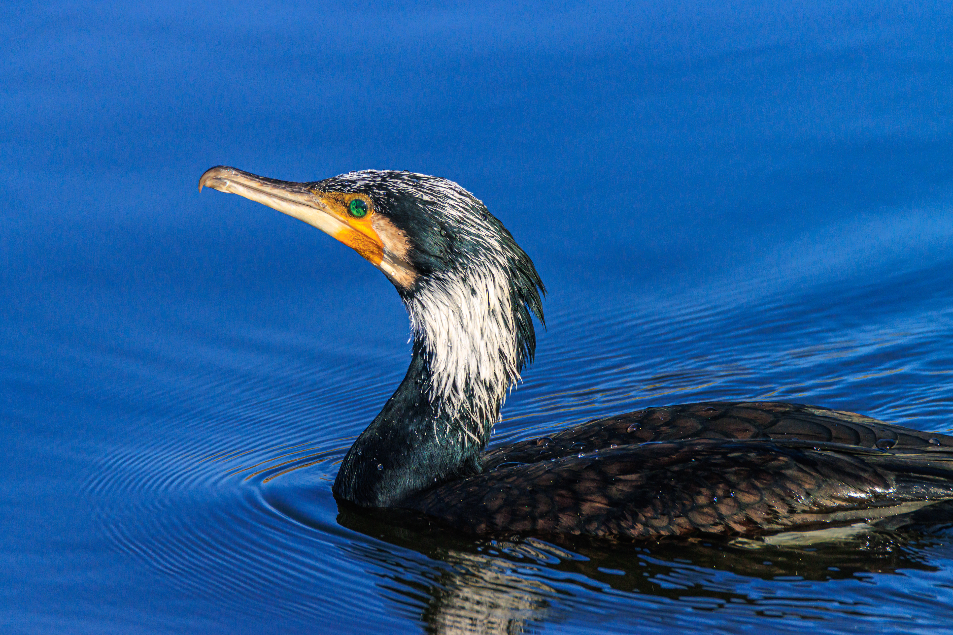 Great cormorant - Большой баклан - קרמורן גדול