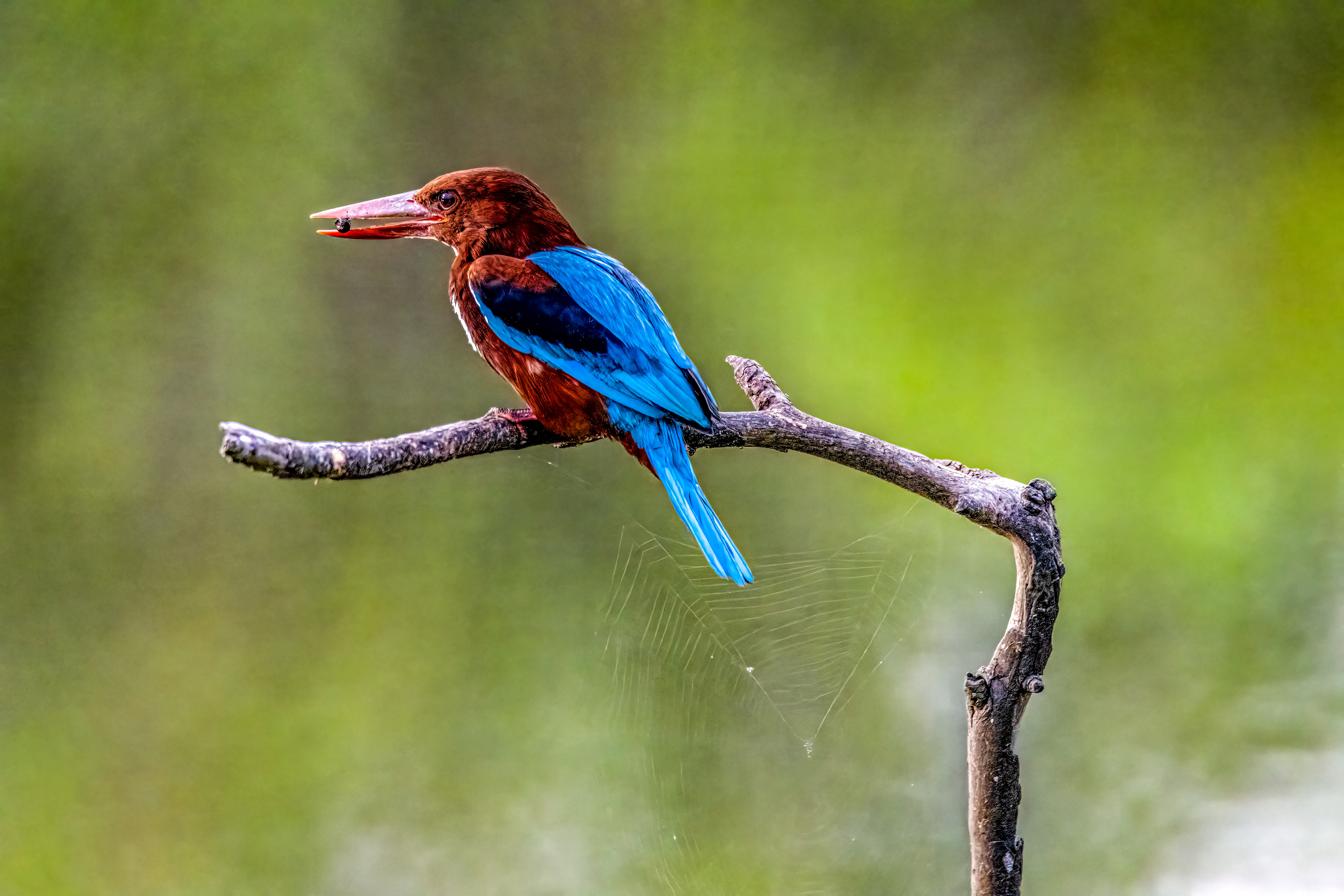 White-throated kingfisher - Белогрудый зимородок - שלדג לבן-חזה