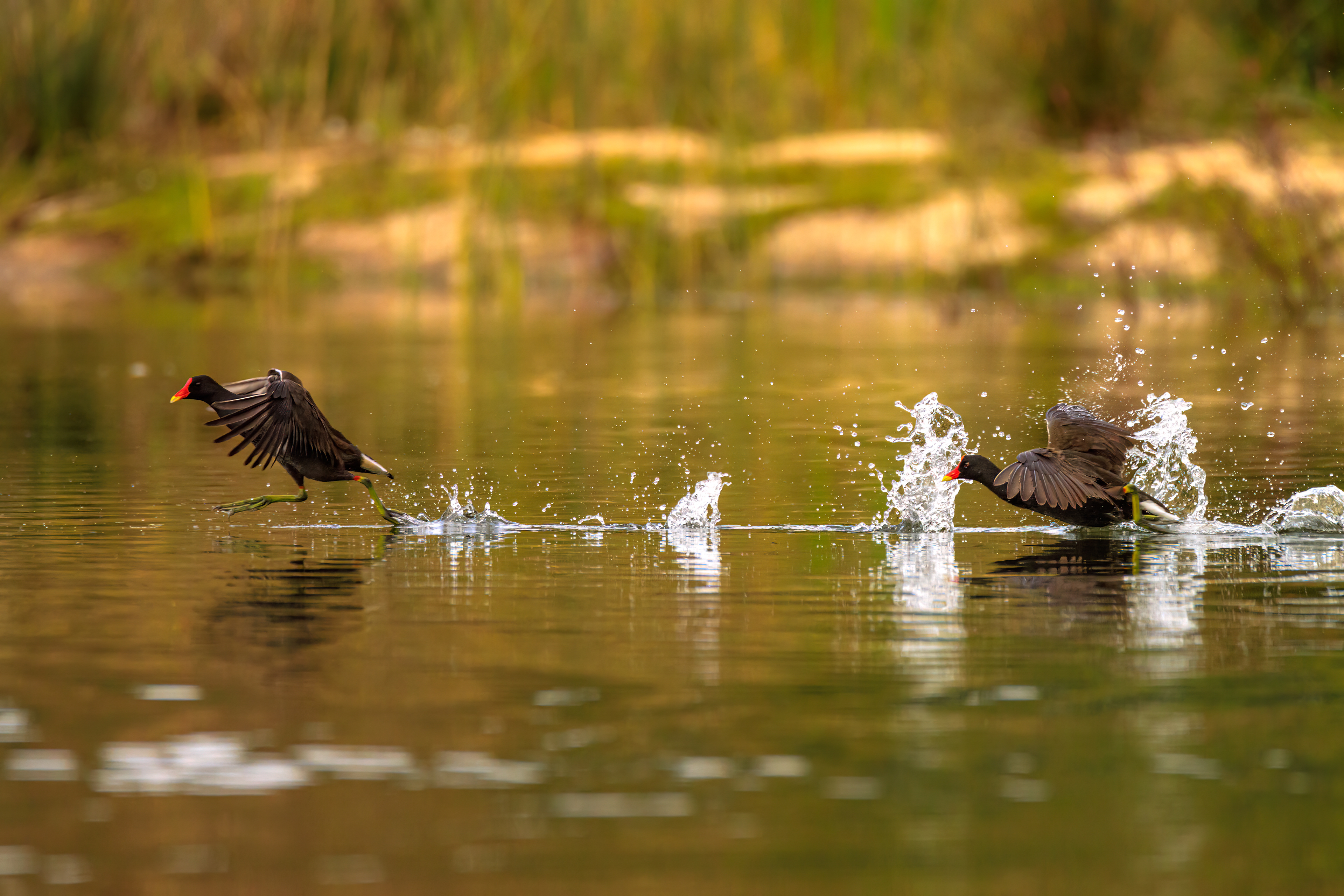 Common moorhen - Камышница - סופית מצויה
