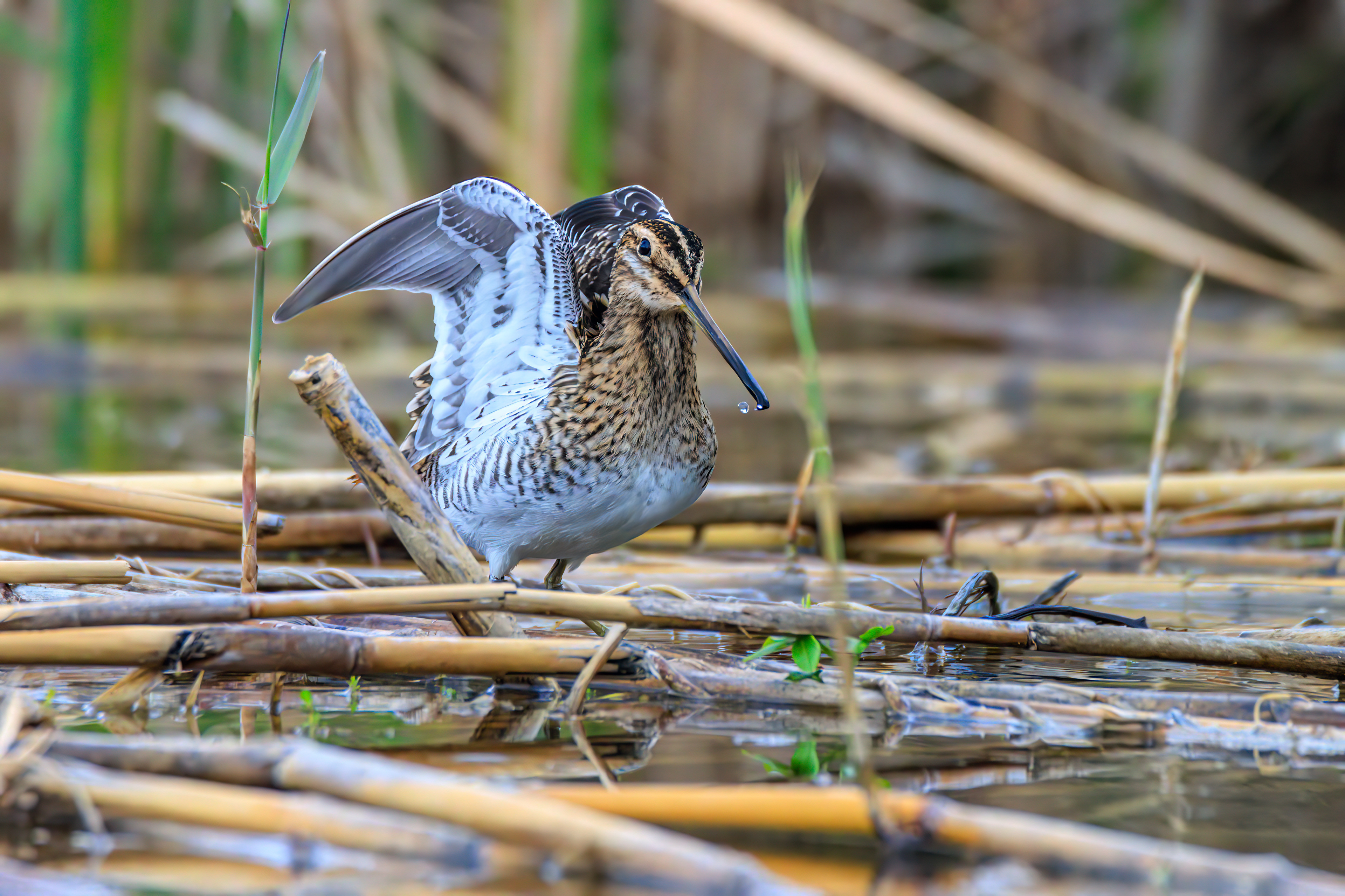 Common snipe - Бекас - חרטומית ביצות
