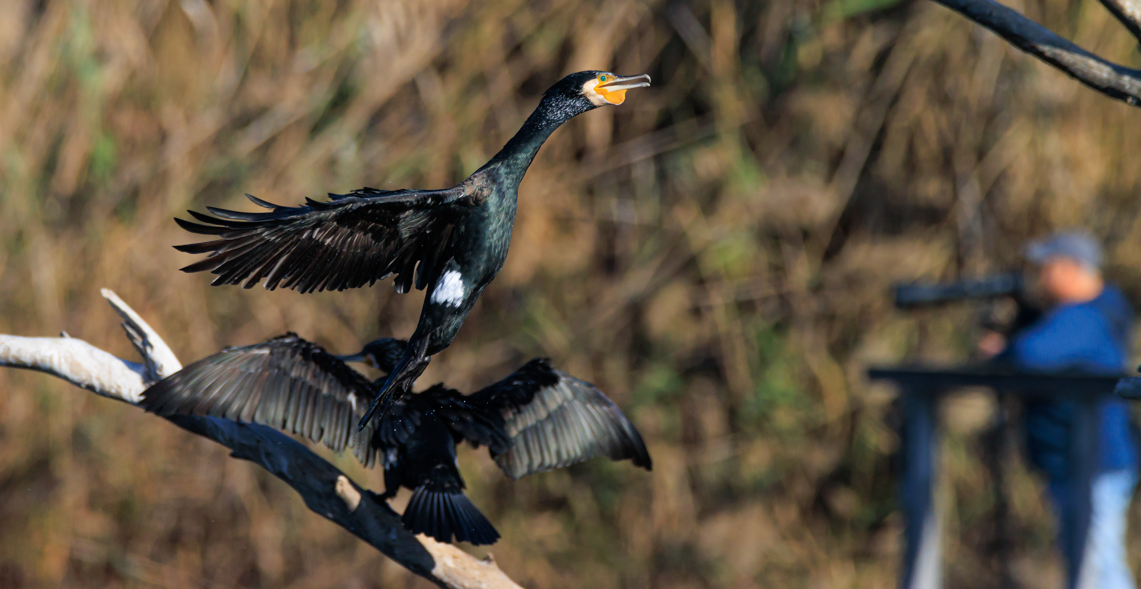 Great cormorant - Большой баклан - קרמורן גדול