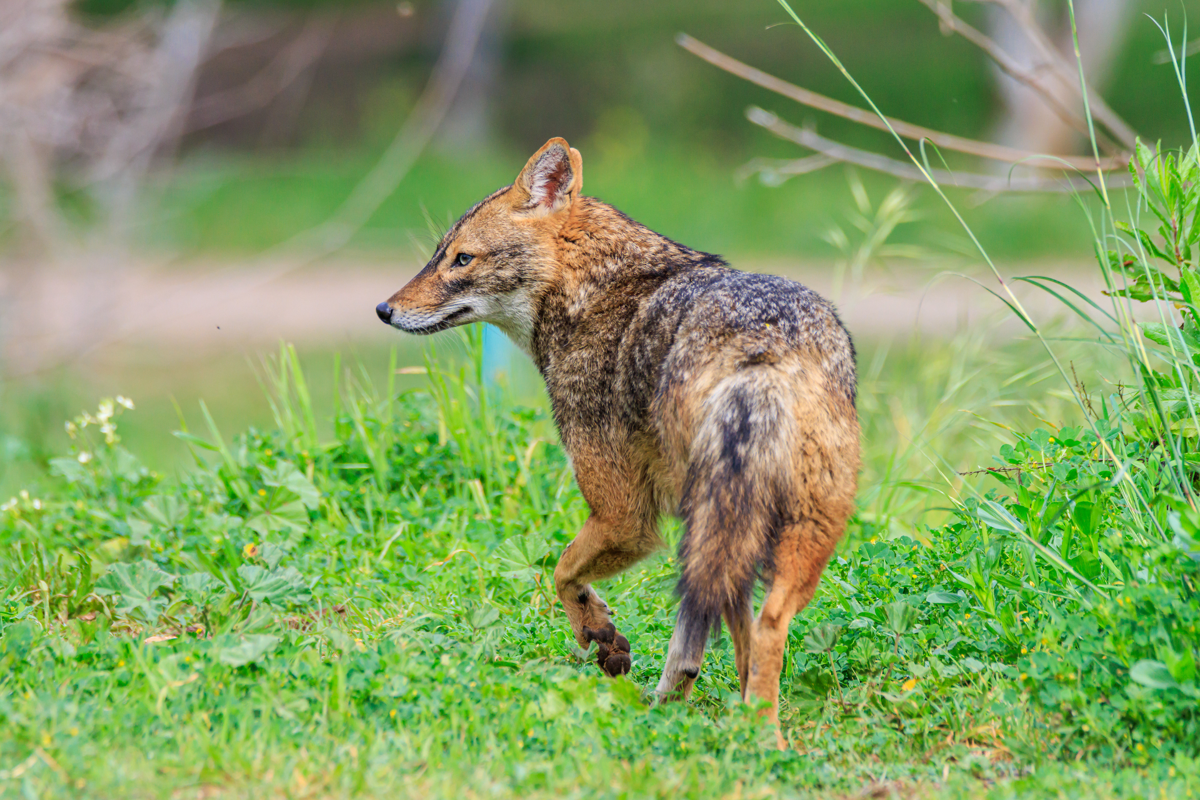 Golden jackal - Обыкновенный шакал - תן זהוב
