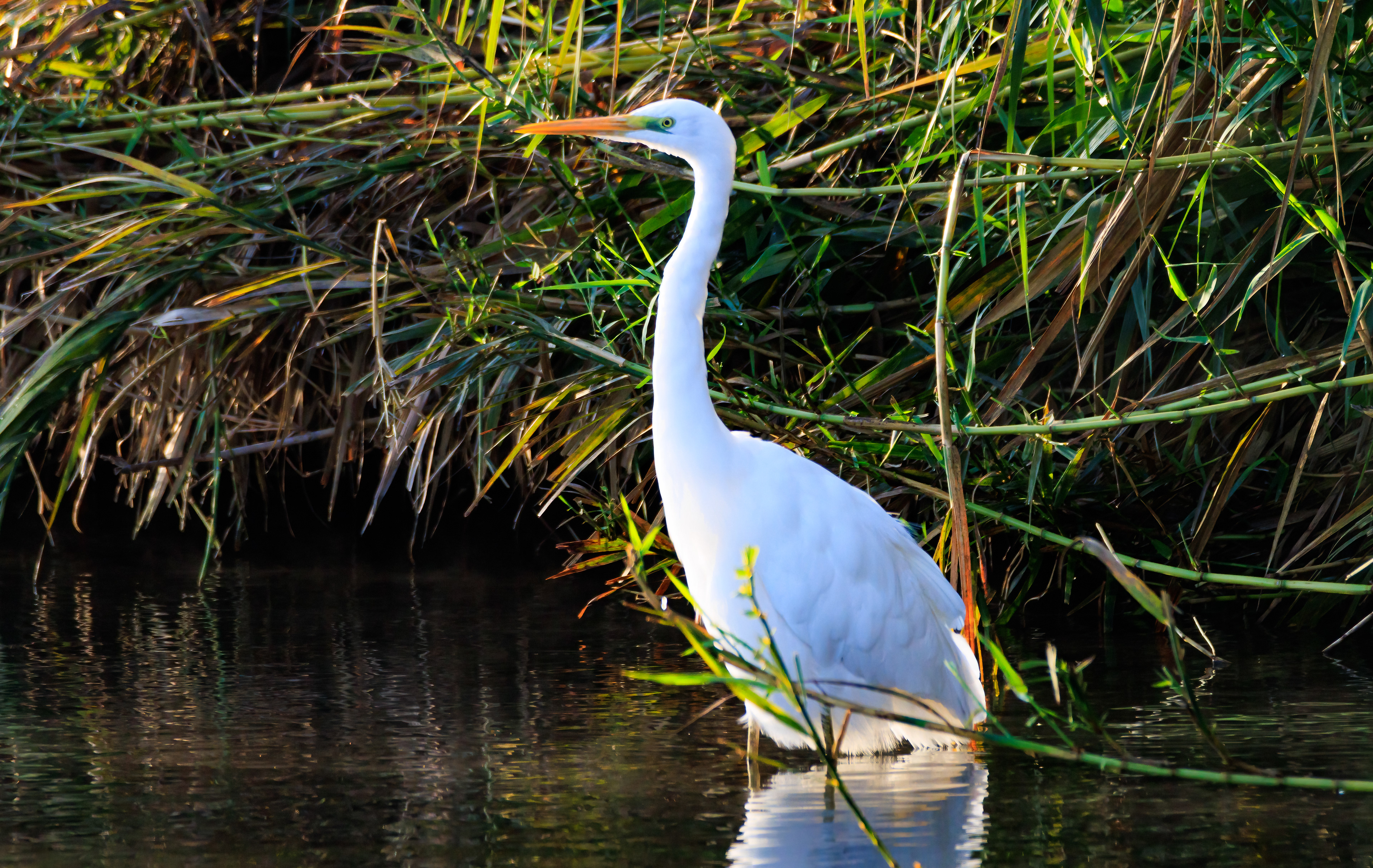 Great egret - Большая белая цапля - לבנית גדולה