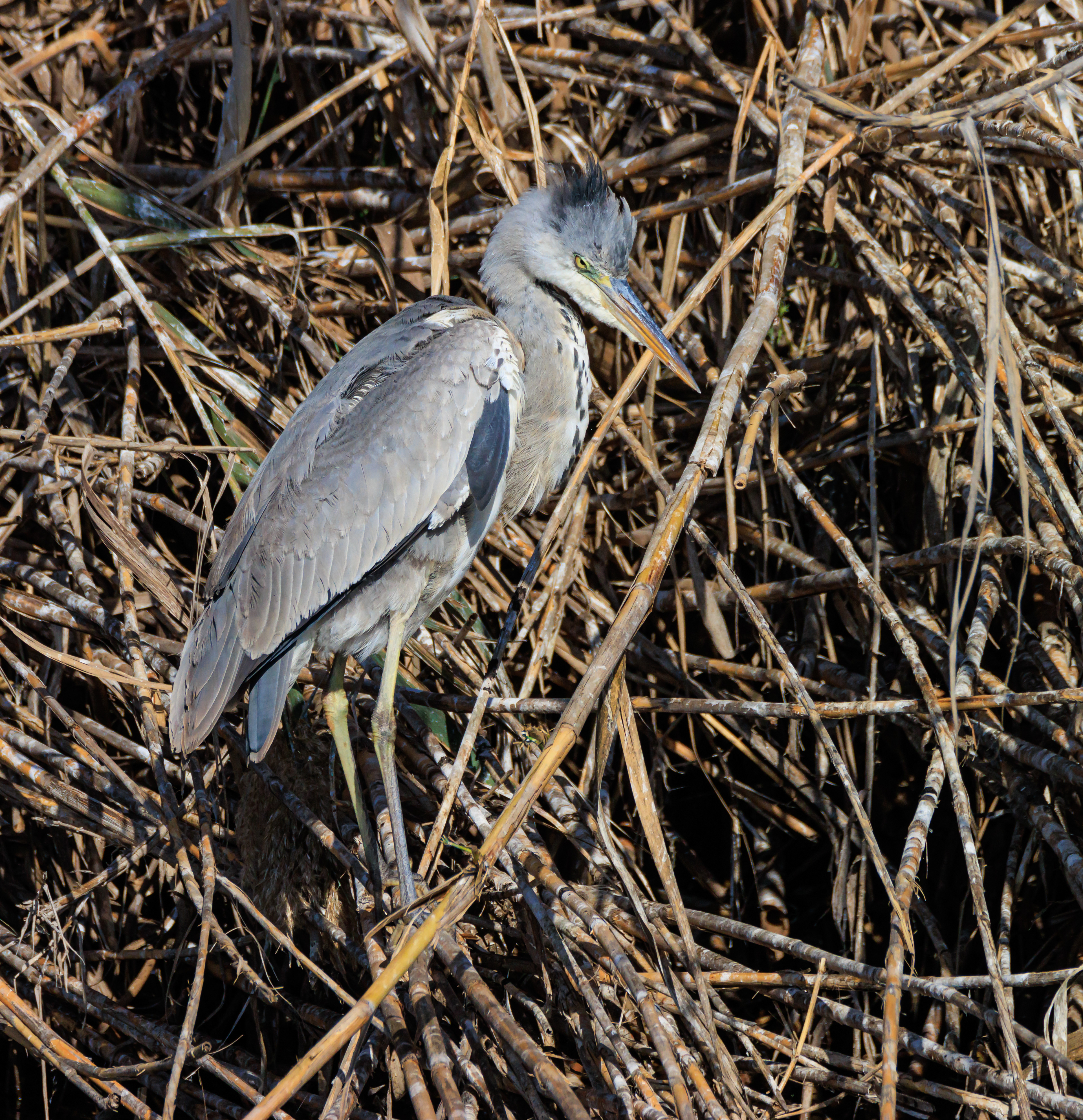 Grey heron - Серая цапля - אנפה אפורה