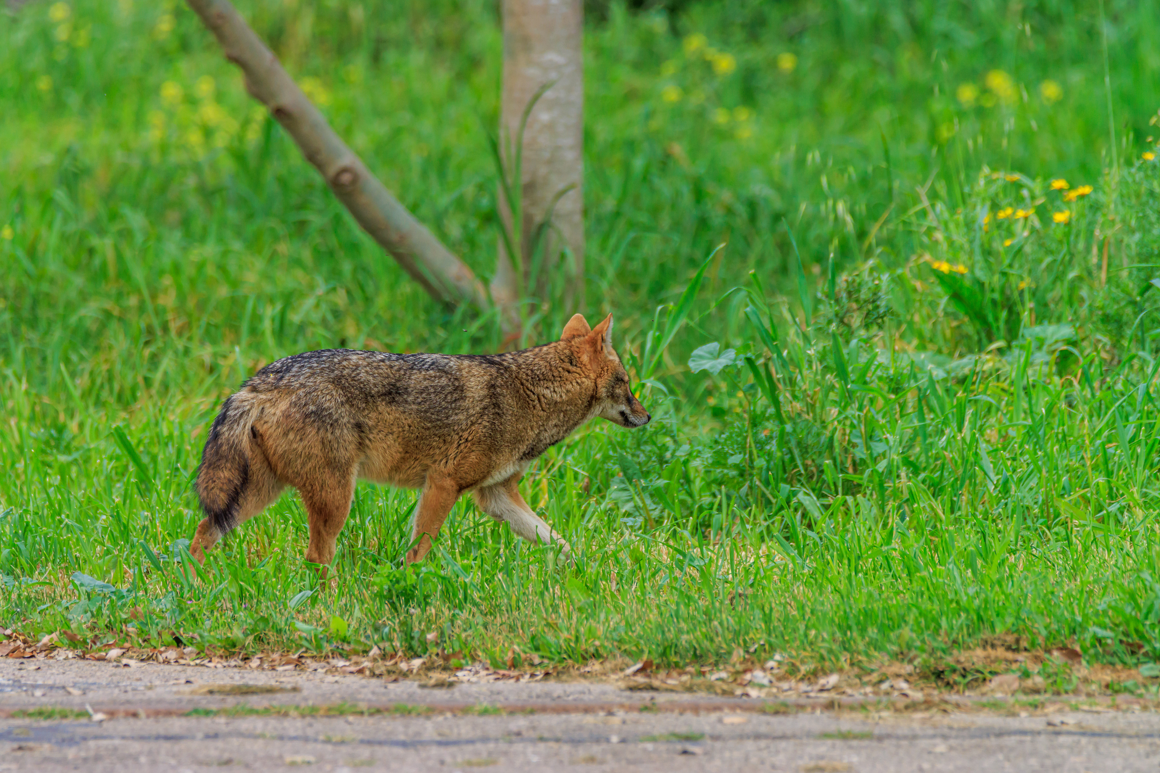Golden jackal - Обыкновенный шакал - תן זהוב