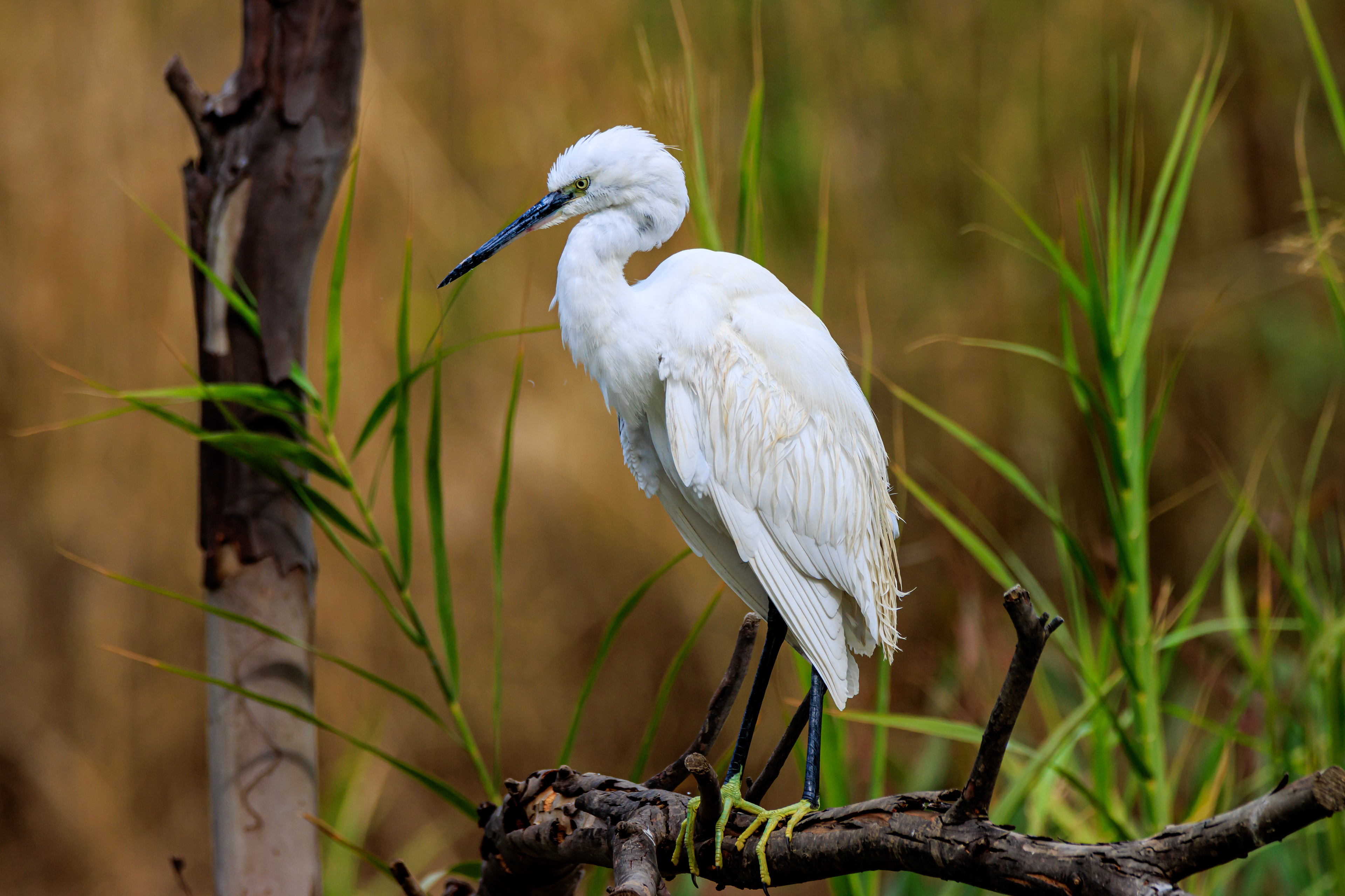 Little egret - Малая белая цапля - לבנית קטנה