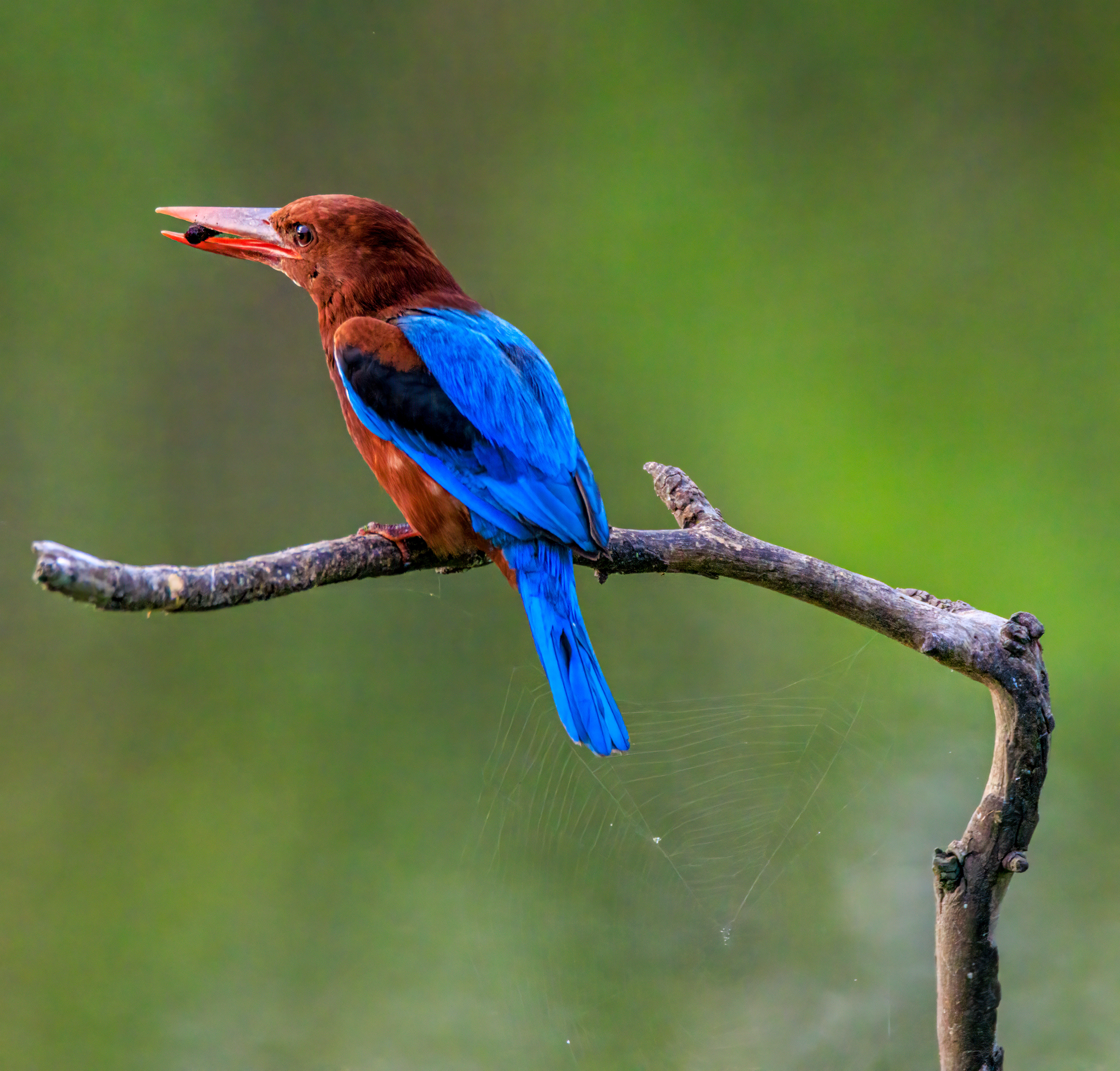 White-throated kingfisher - Белогрудый зимородок - שלדג לבן-חזה