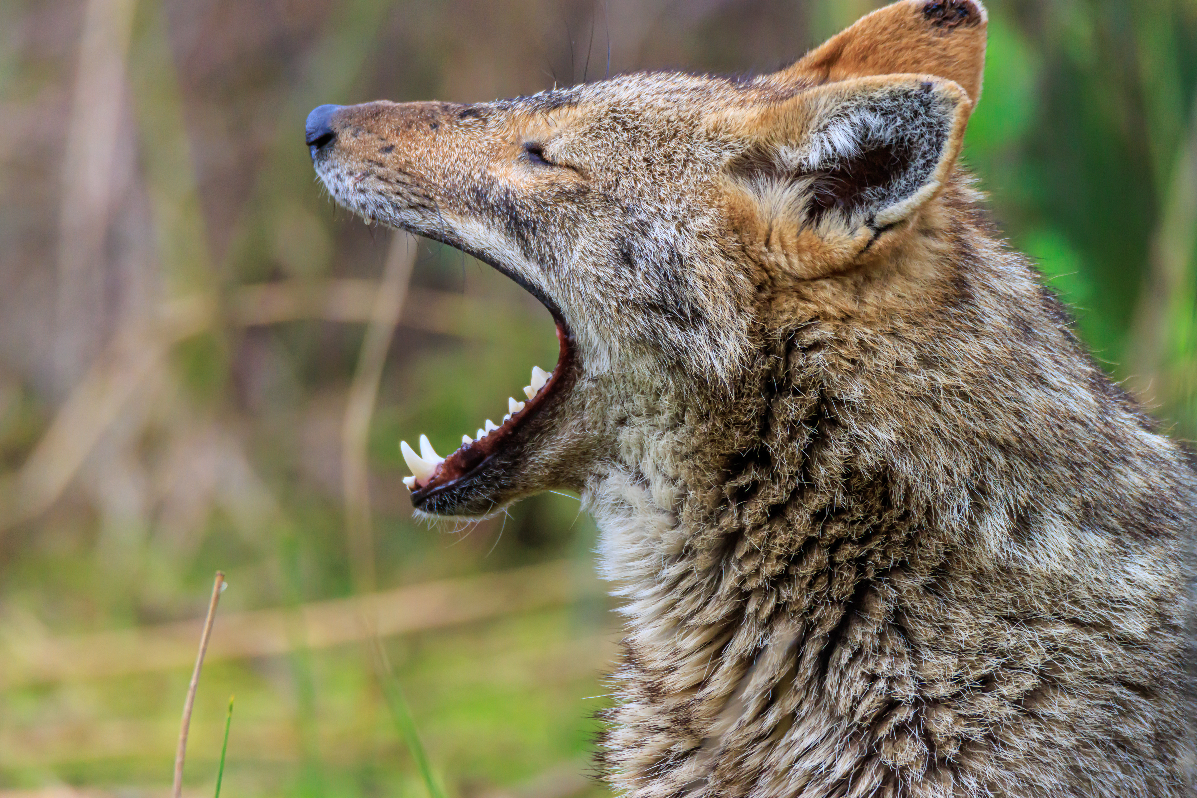 Golden jackal - Обыкновенный шакал - תן זהוב