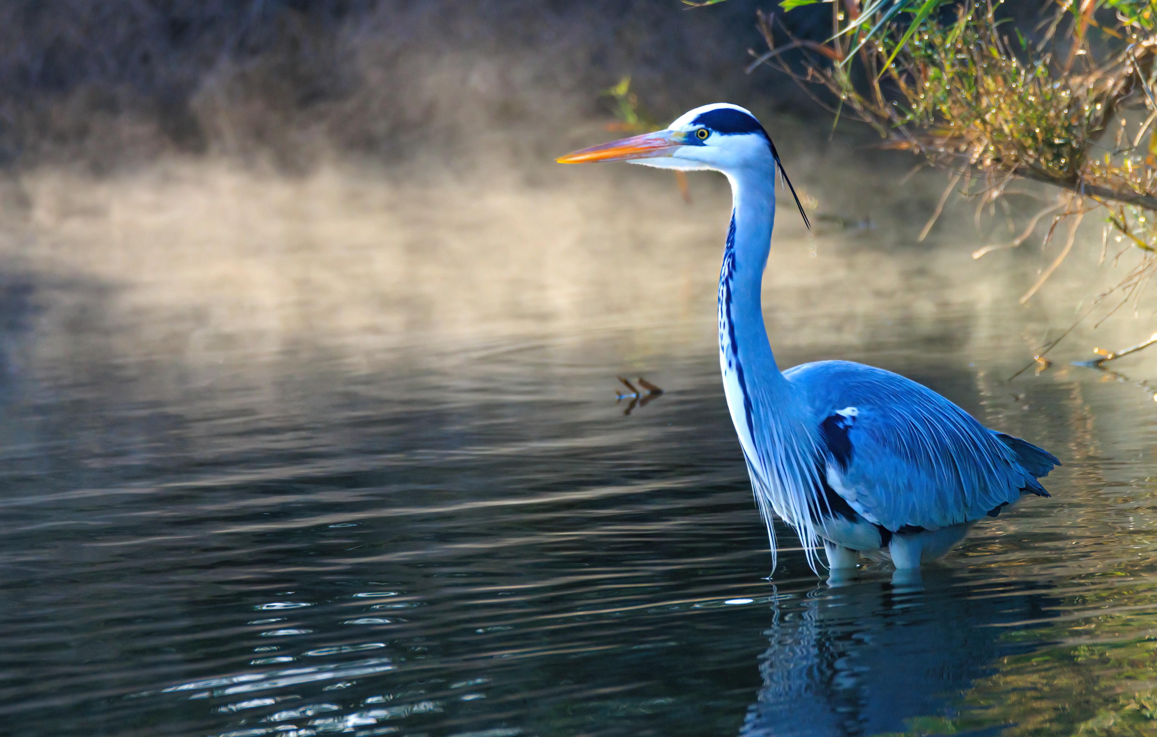 Grey heron - Серая цапля - אנפה אפורה
