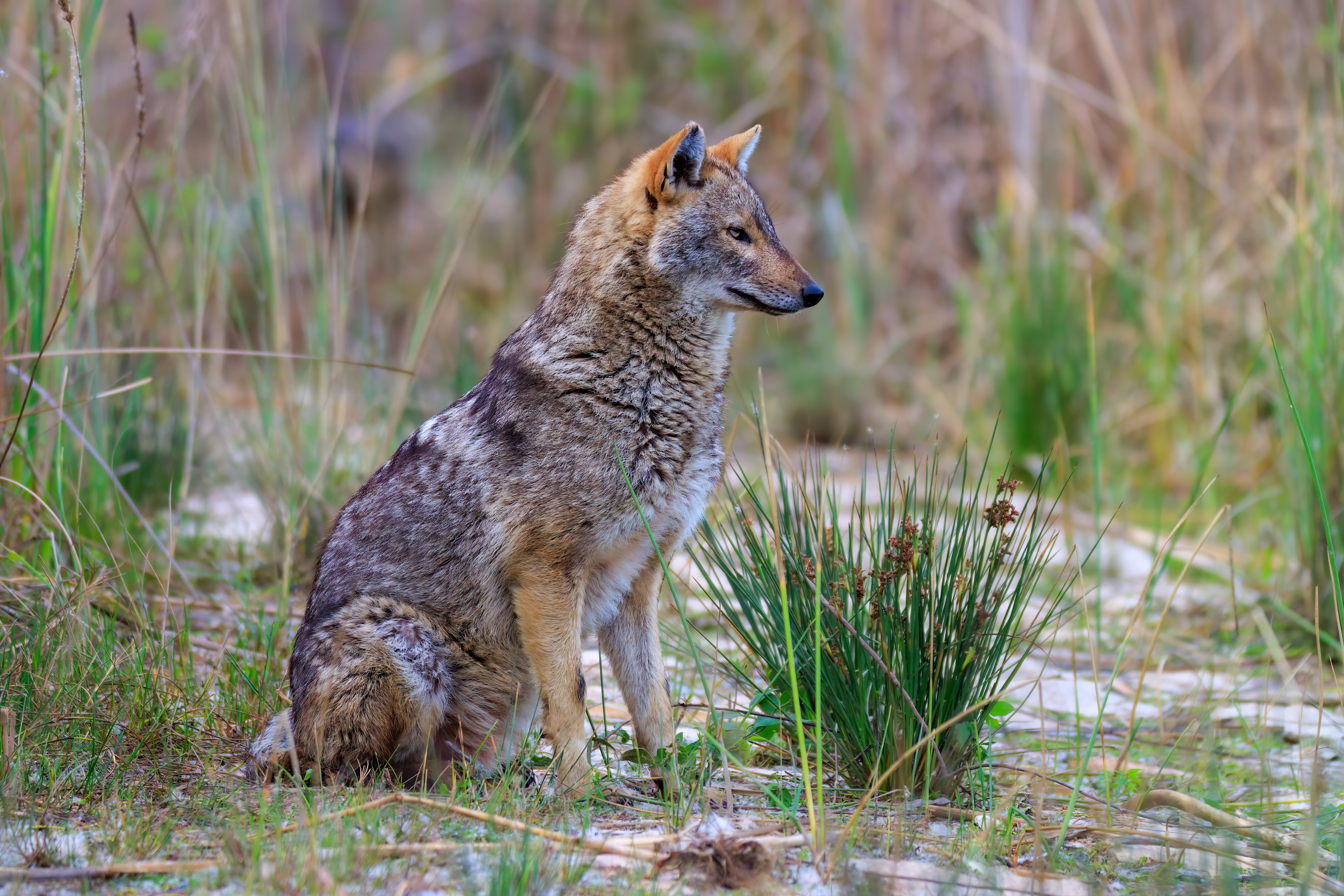 Golden jackal - Обыкновенный шакал - תן זהוב