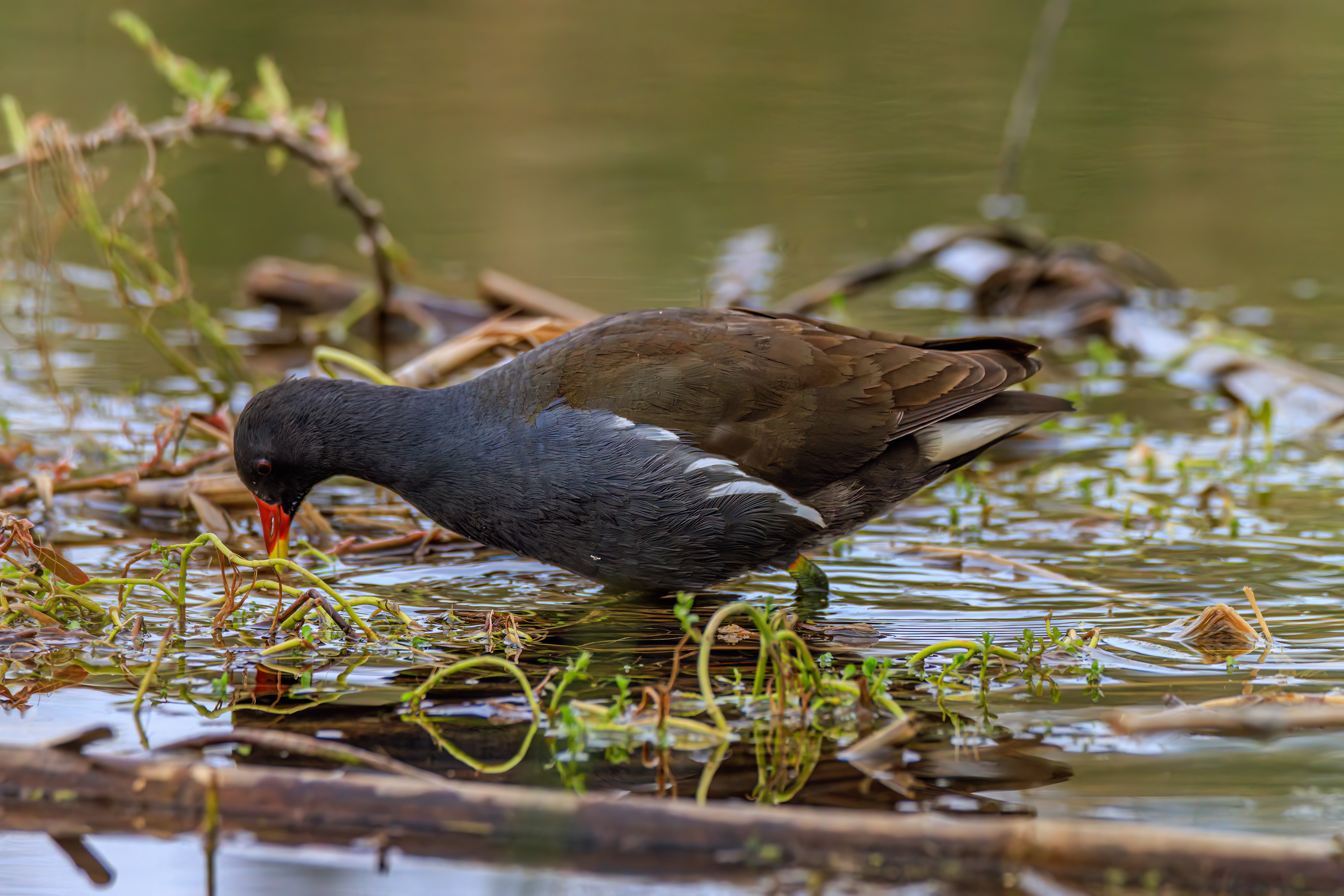Common moorhen - Камышница - סופית מצויה
