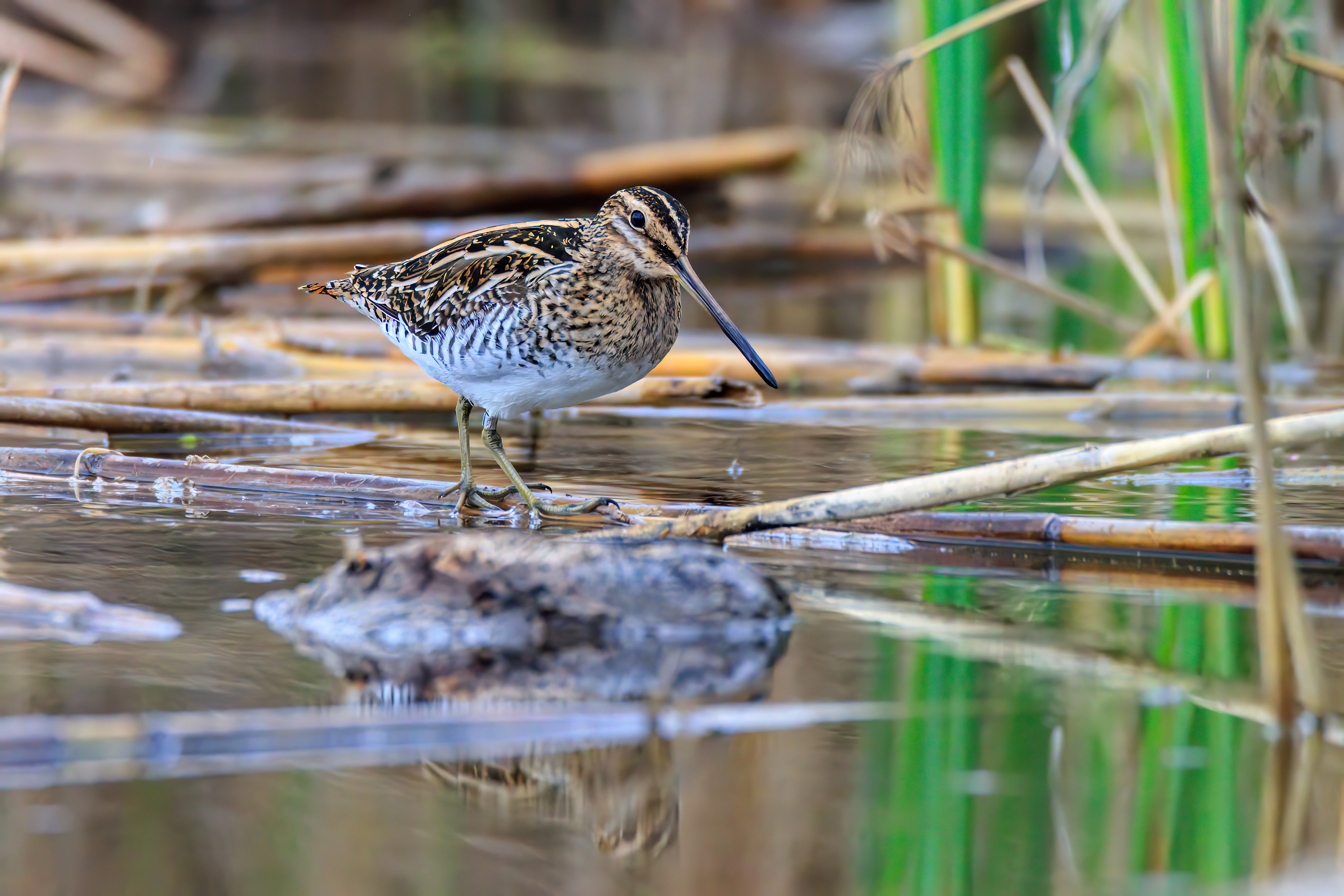 Common snipe - Бекас - חרטומית ביצות