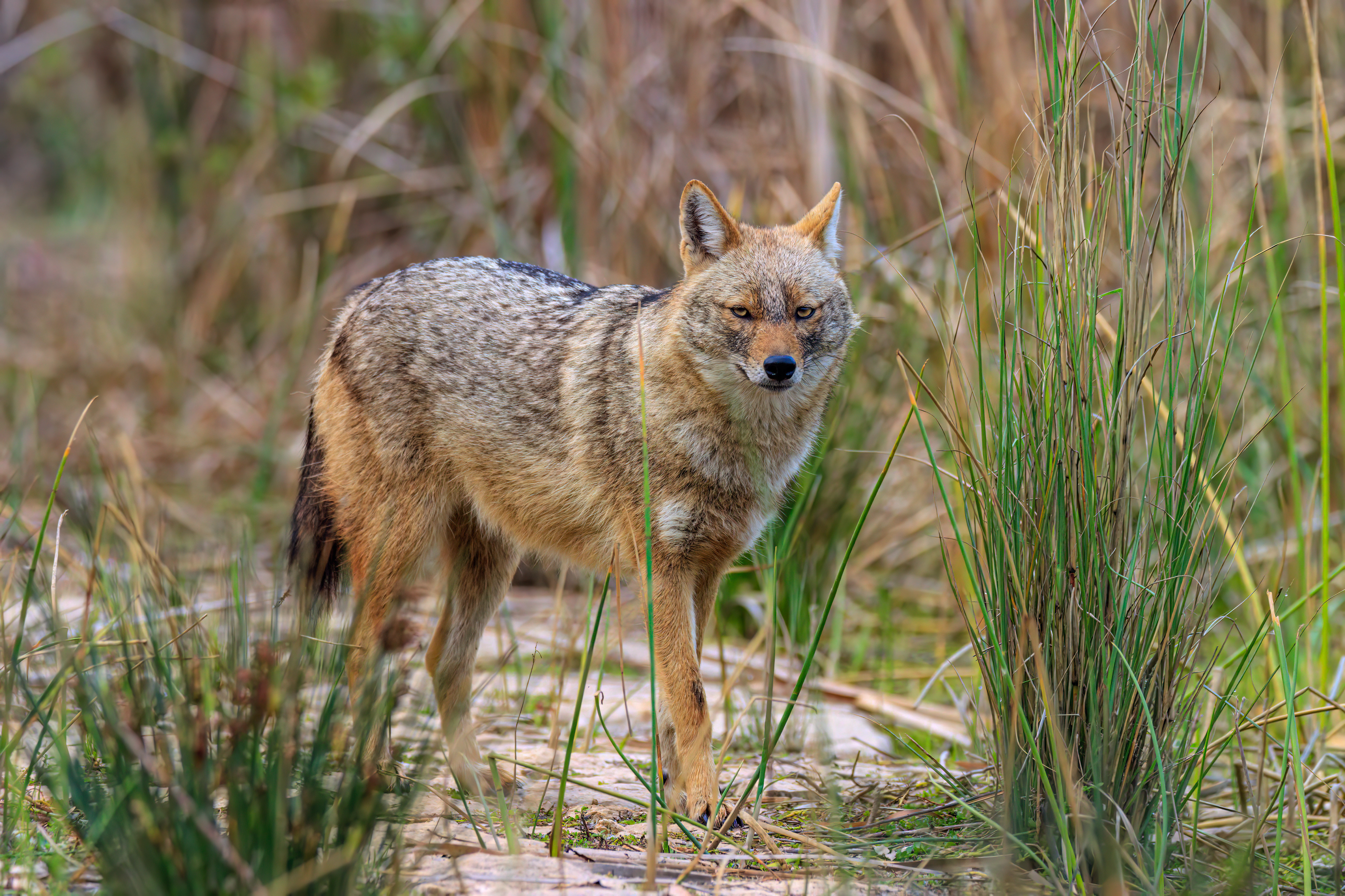Golden jackal - Обыкновенный шакал - תן זהוב