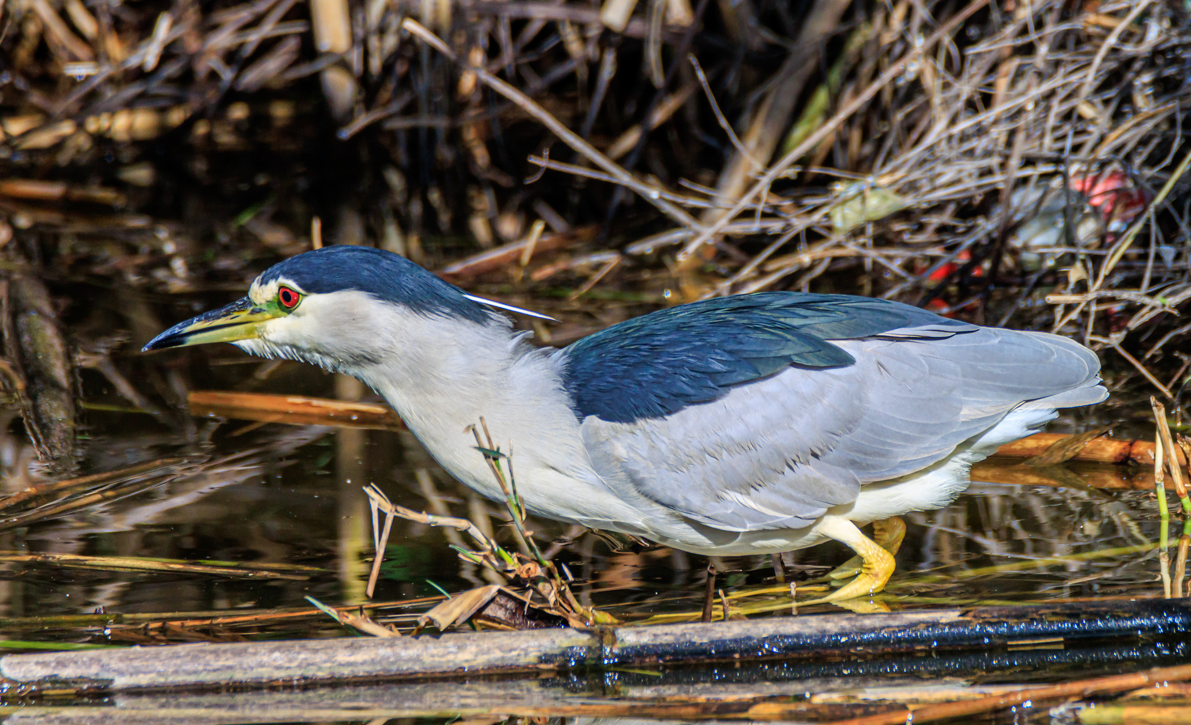 Black-crowned night heron - Обыкновенная кваква - אנפת לילה מצויה