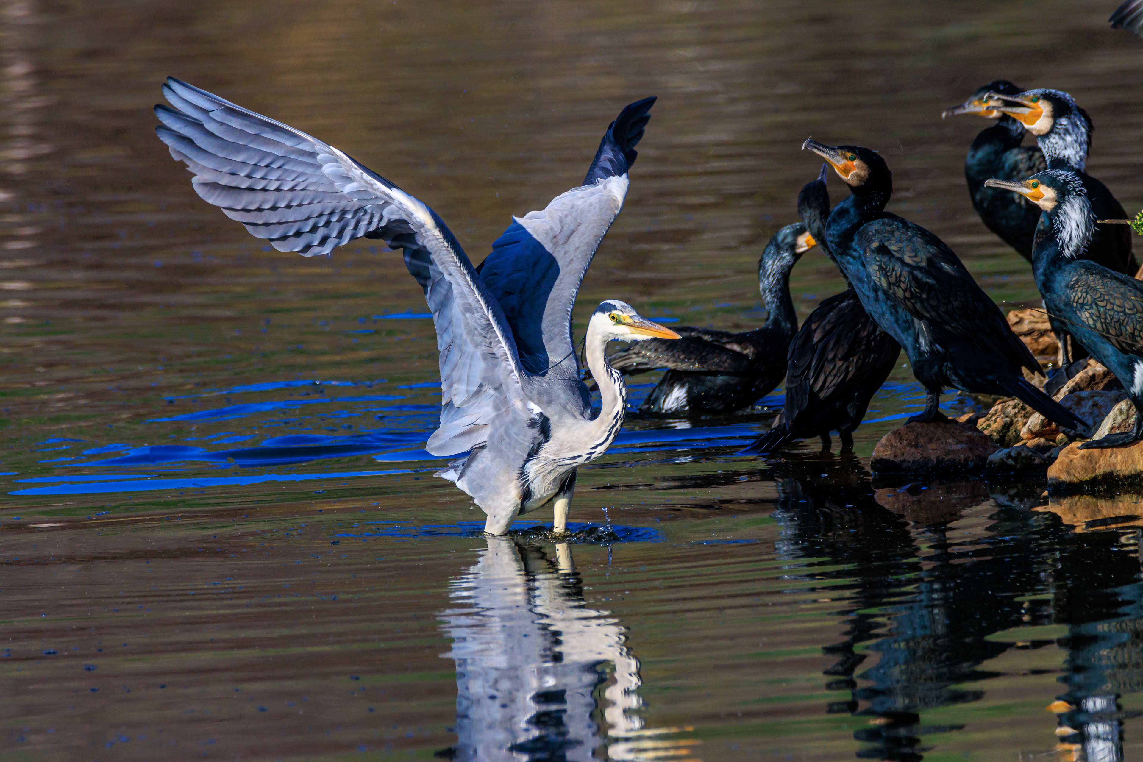 Grey heron - Серая цапля - אנפה אפורה