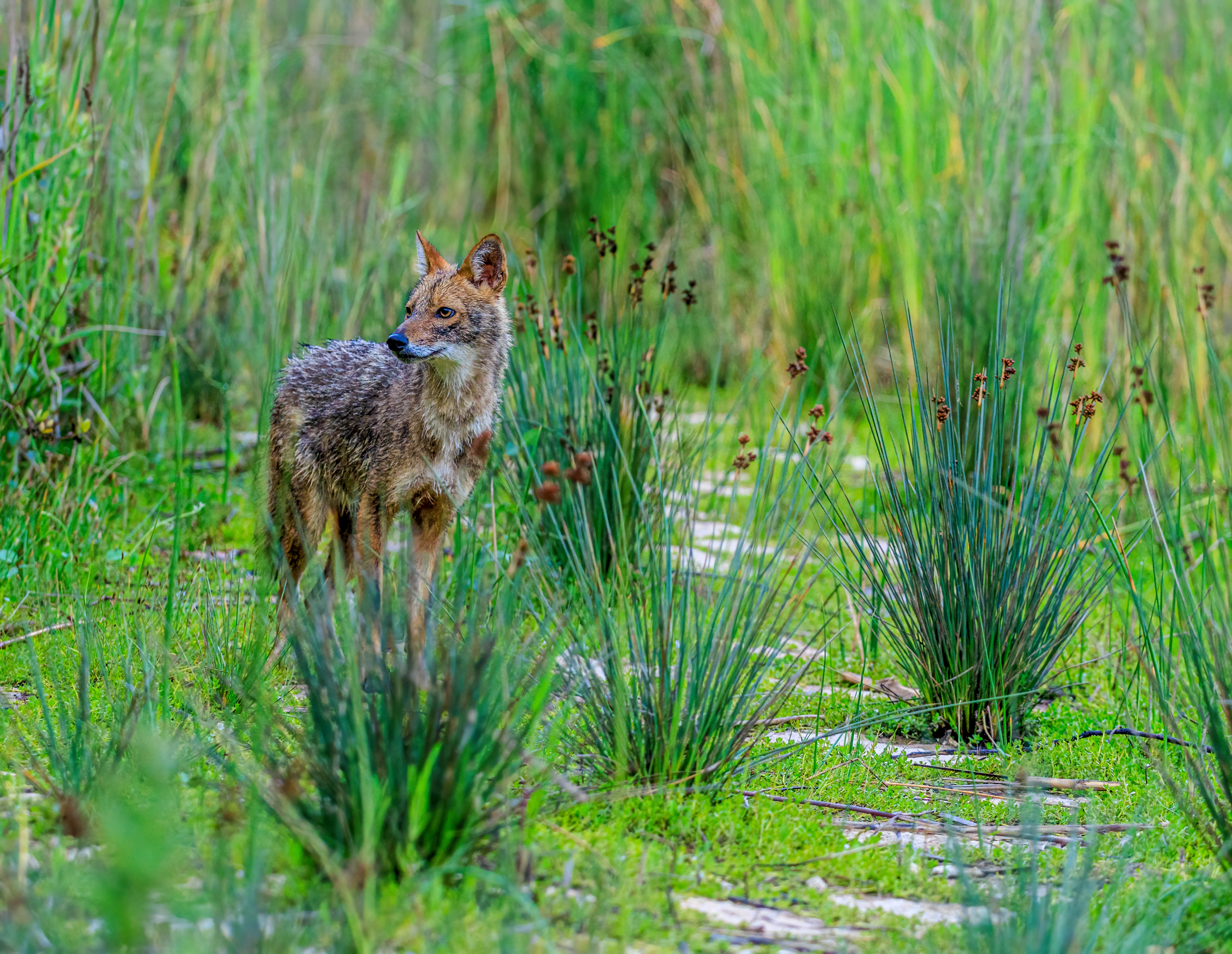 Golden jackal - Обыкновенный шакал - תן זהוב