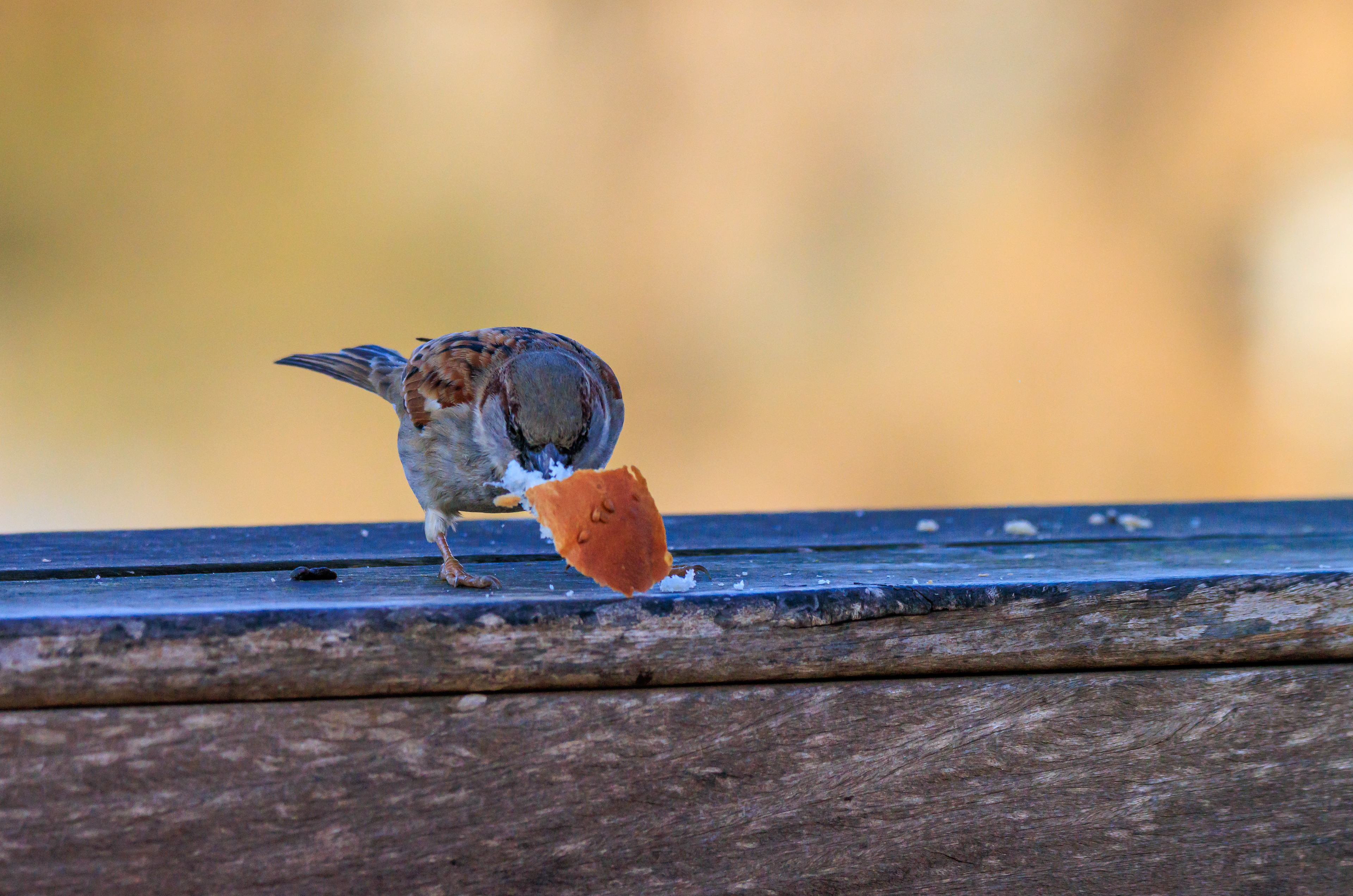 Sparrow - Воробей - דרור