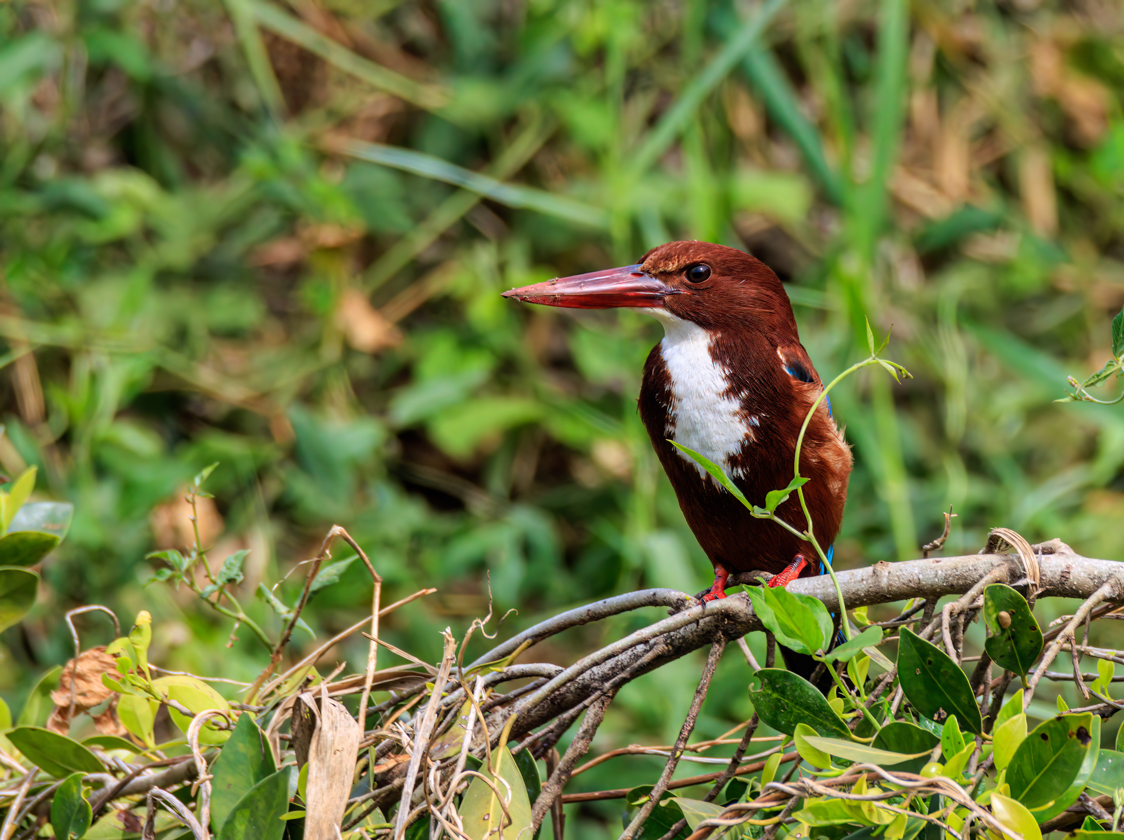 White-throated kingfisher - Белогрудый зимородок - שלדג לבן-חזה