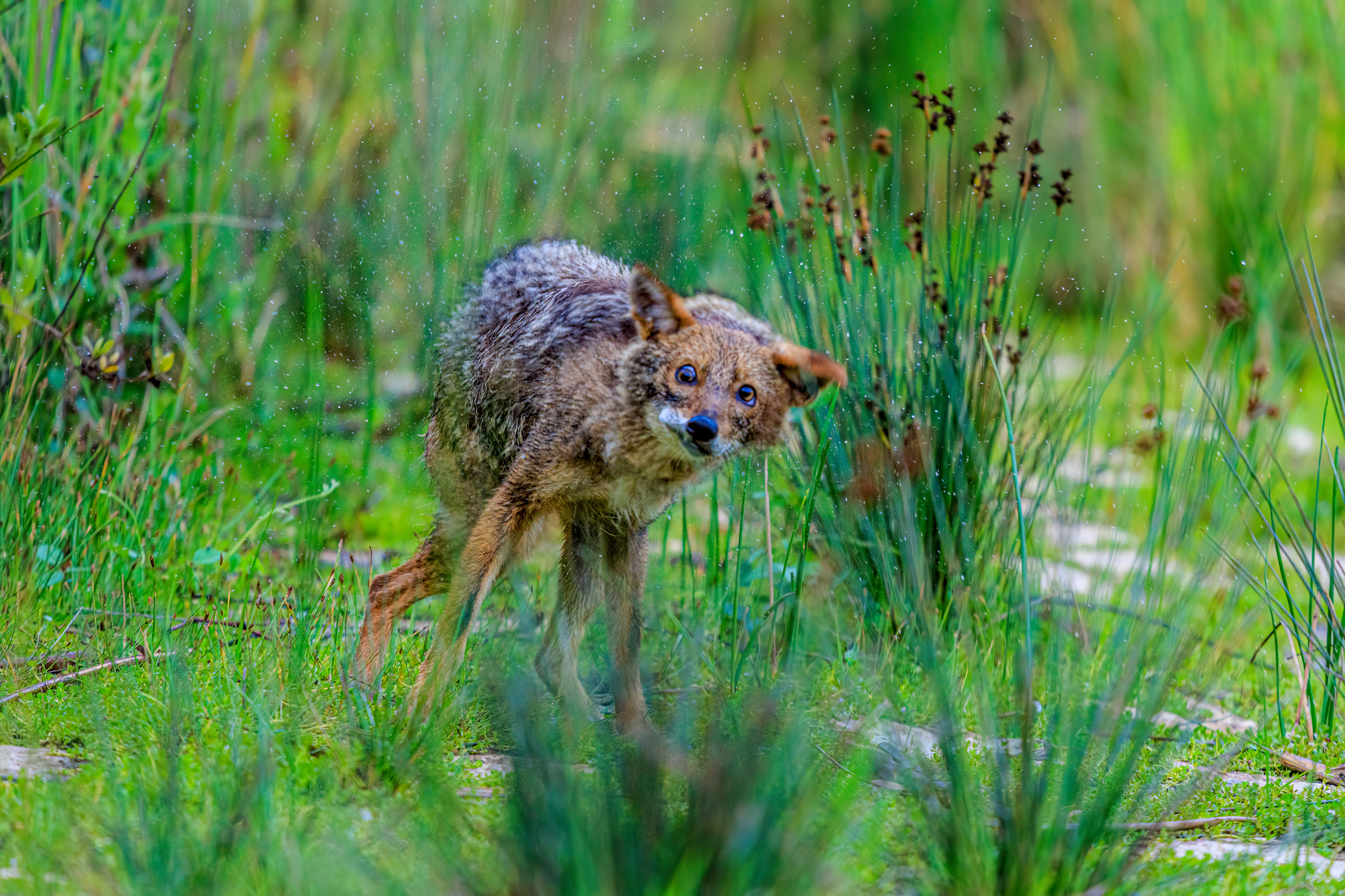 Golden jackal - Обыкновенный шакал - תן זהוב