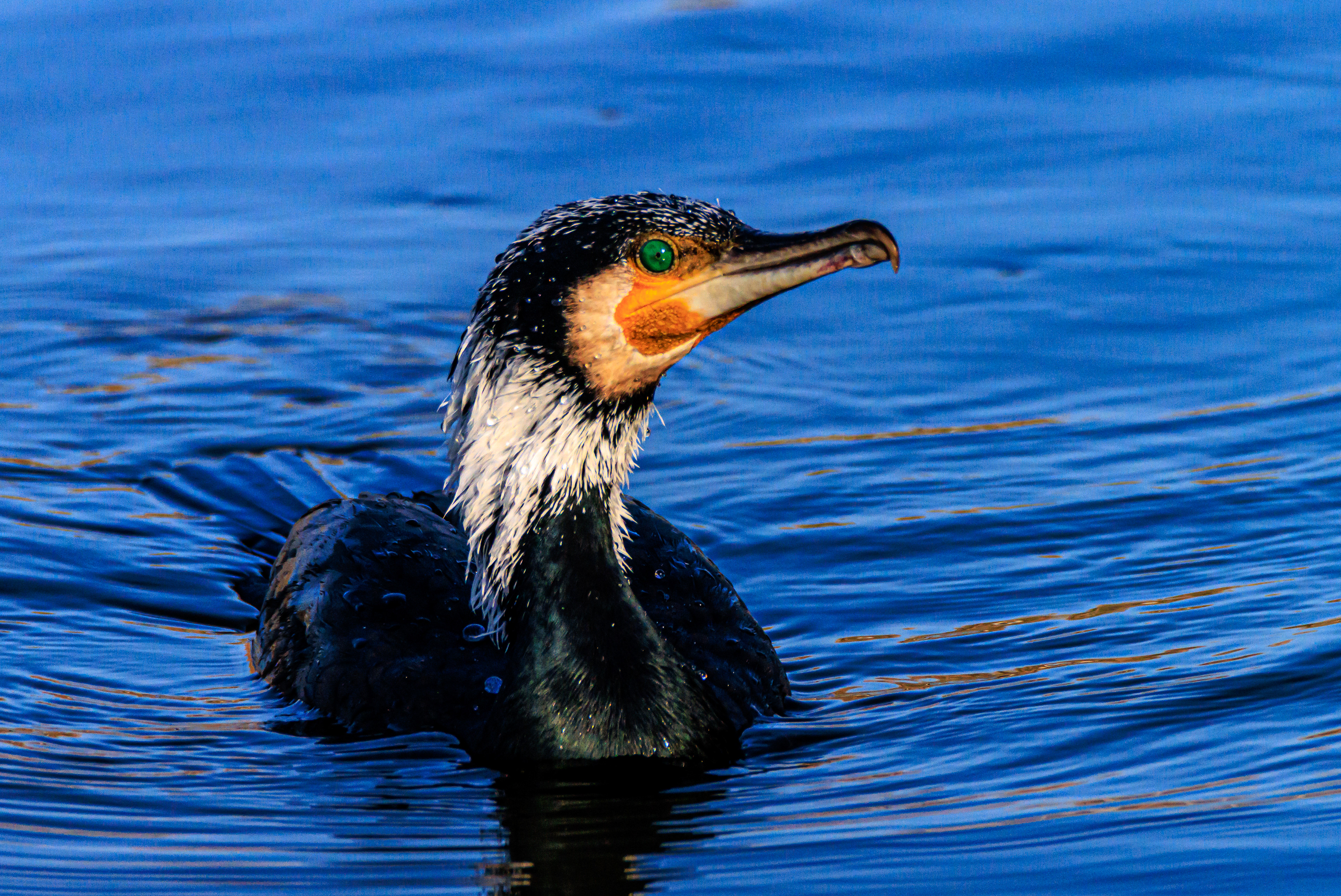 Great cormorant - Большой баклан - קרמורן גדול