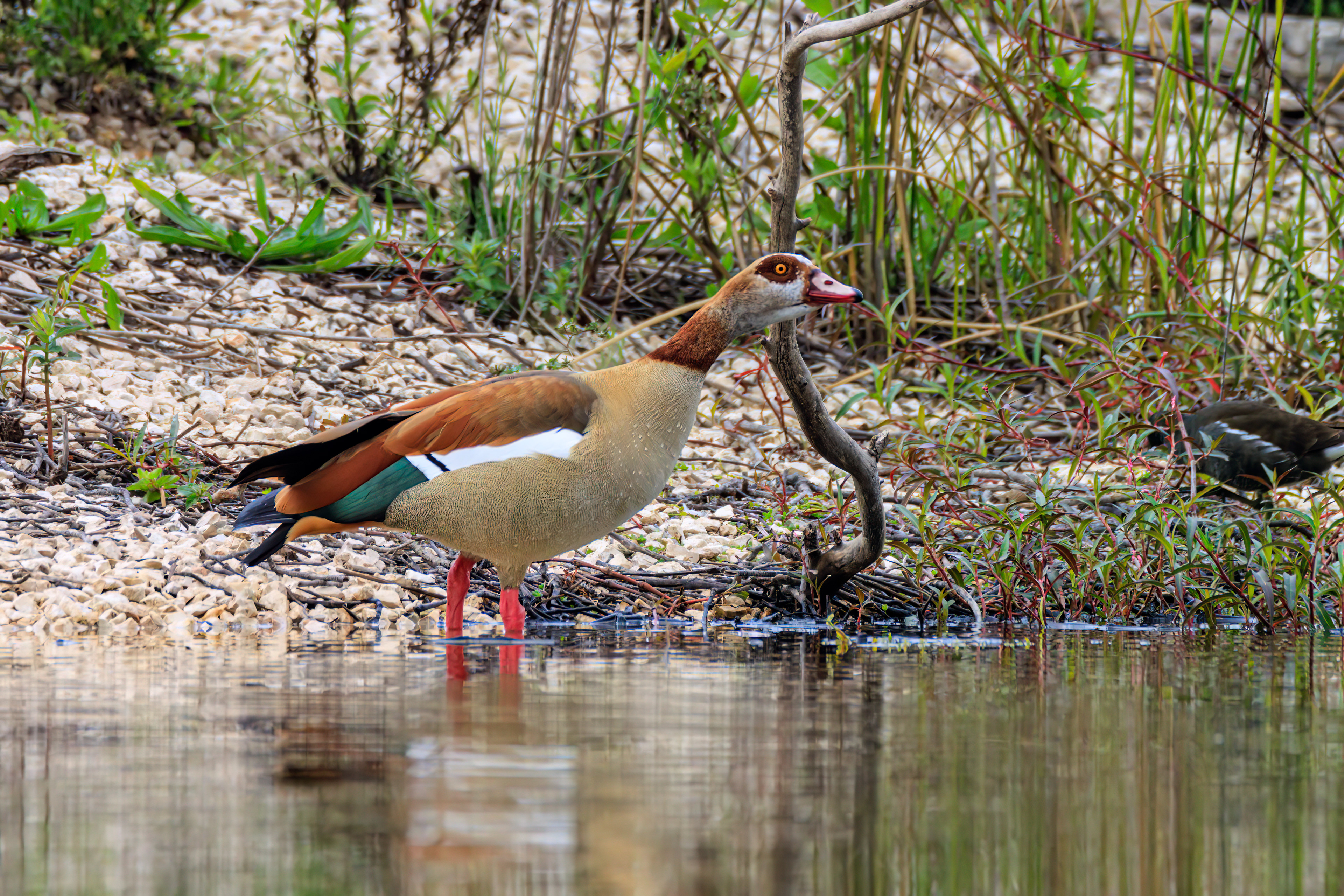 Egyptian goose - Нильский гусь - יאורית מצרית