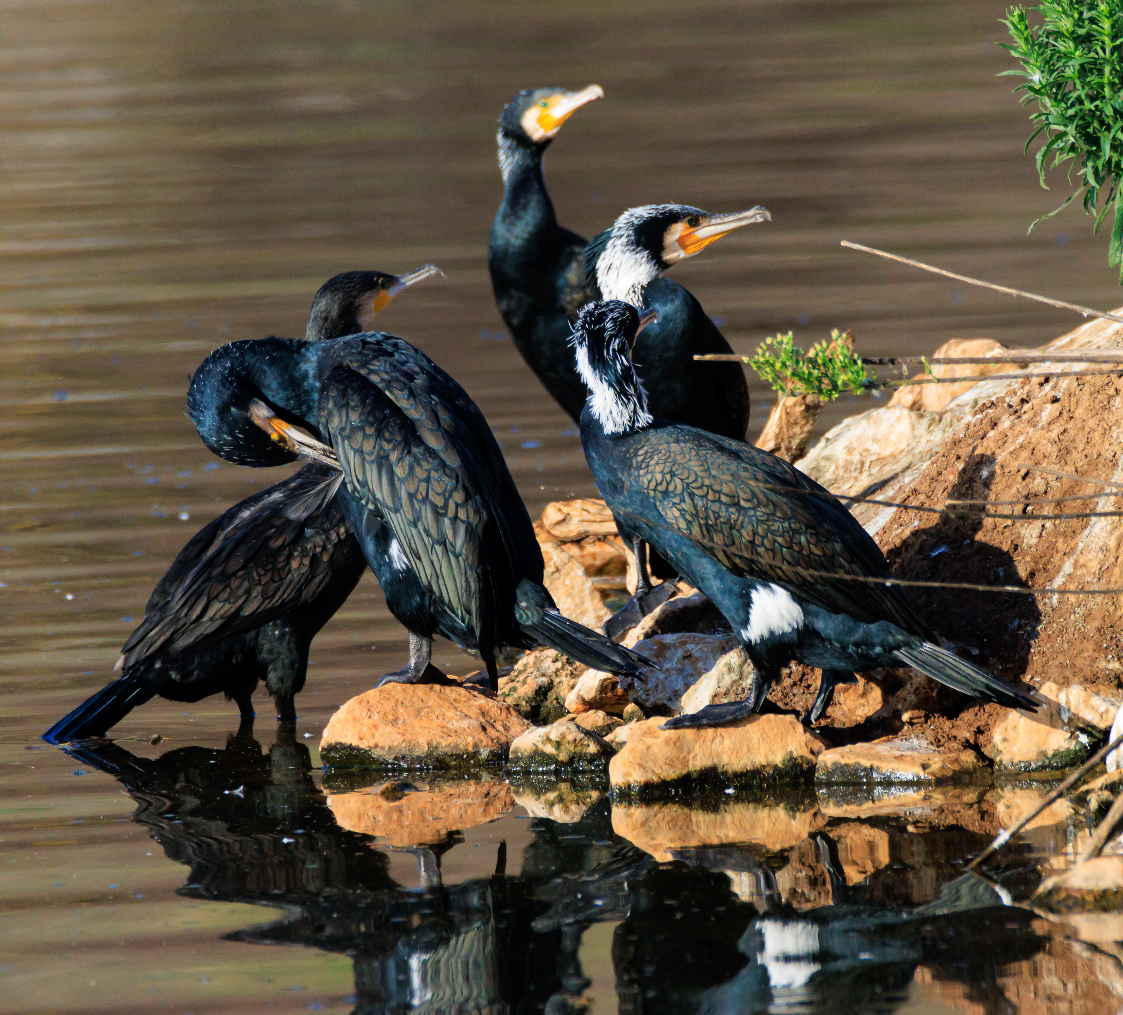 Great cormorant - Большой баклан - קרמורן גדול