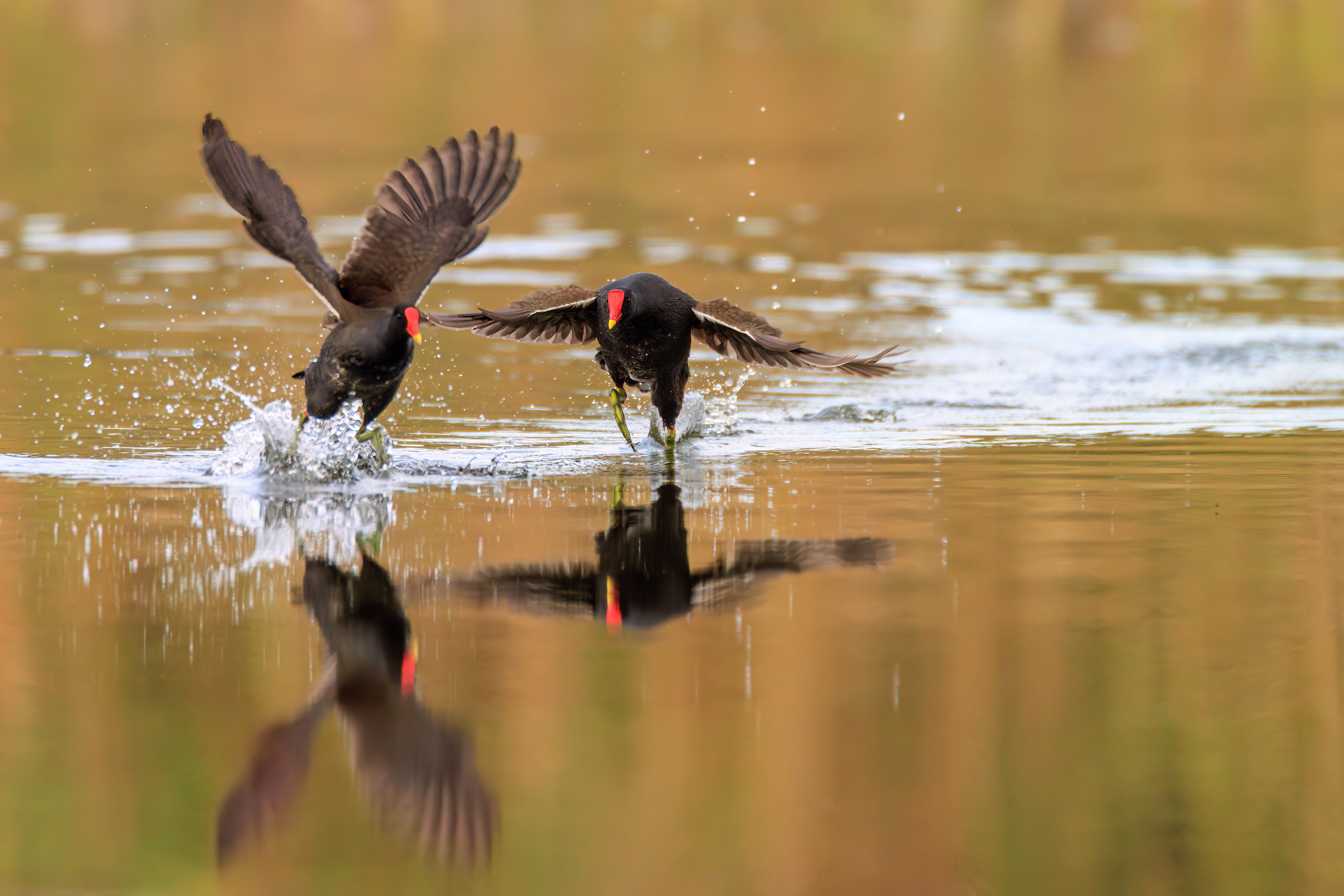 Common moorhen - Камышница - סופית מצויה