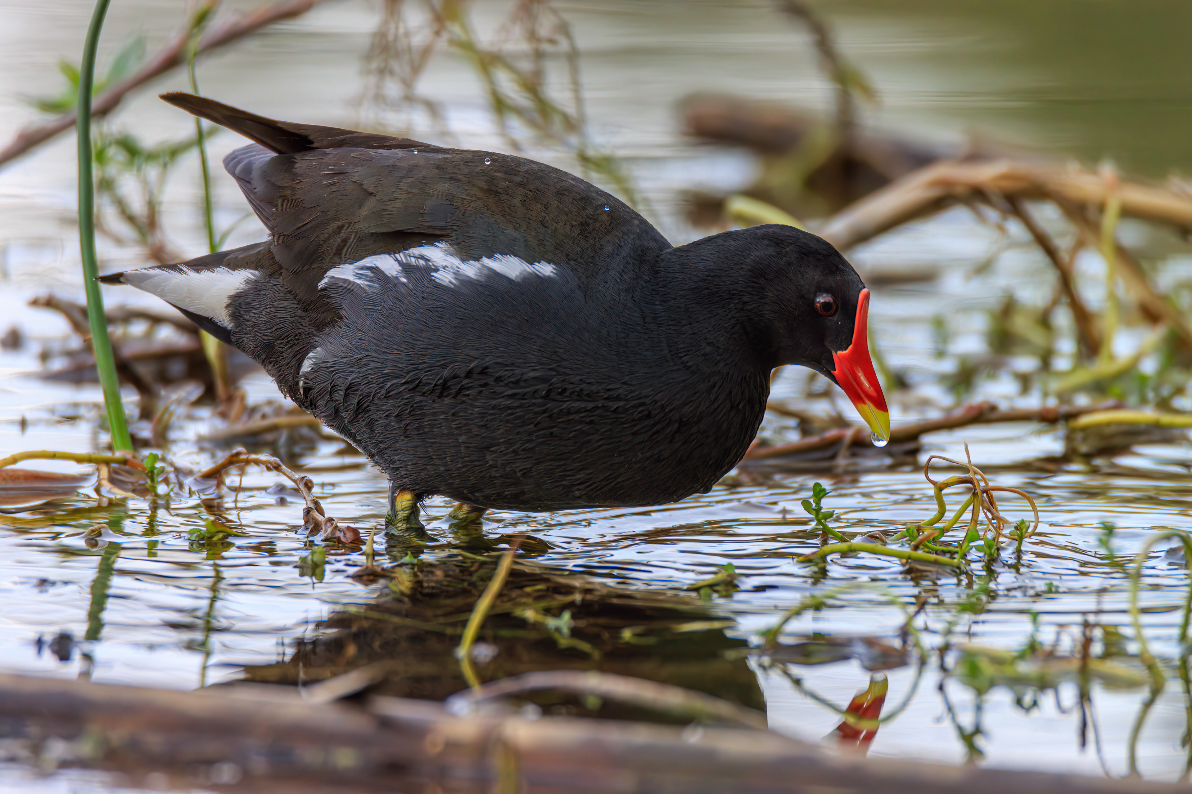 Common moorhen - Камышница - סופית מצויה