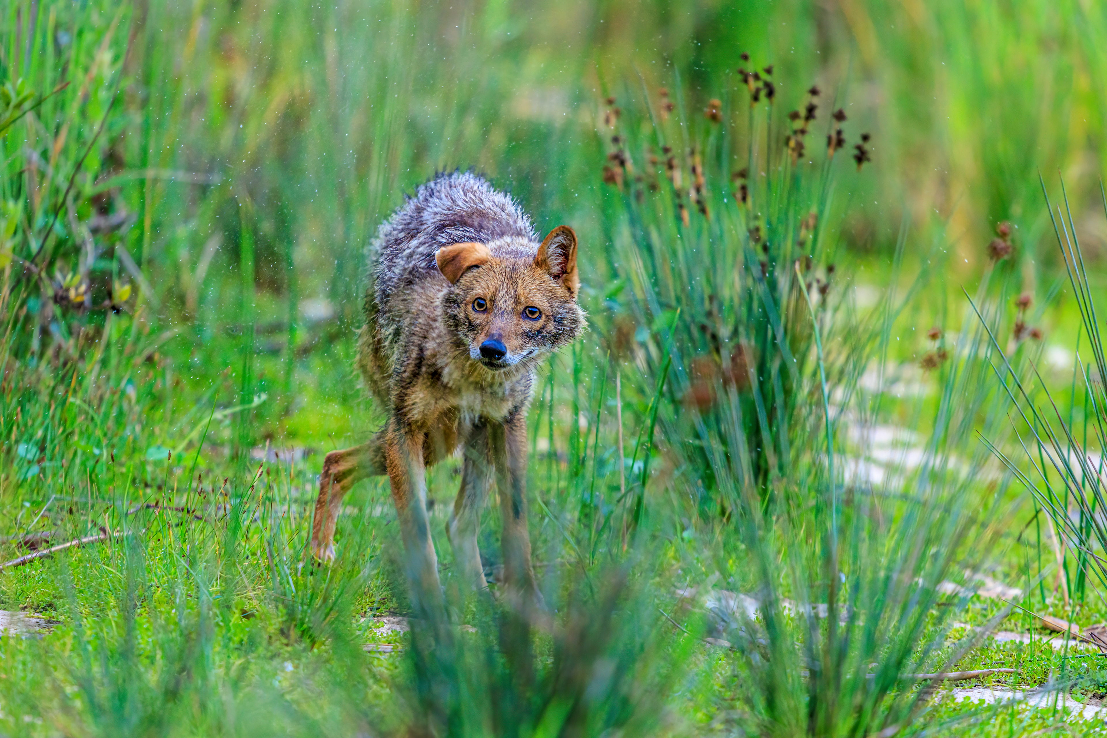 Golden jackal - Обыкновенный шакал - תן זהוב