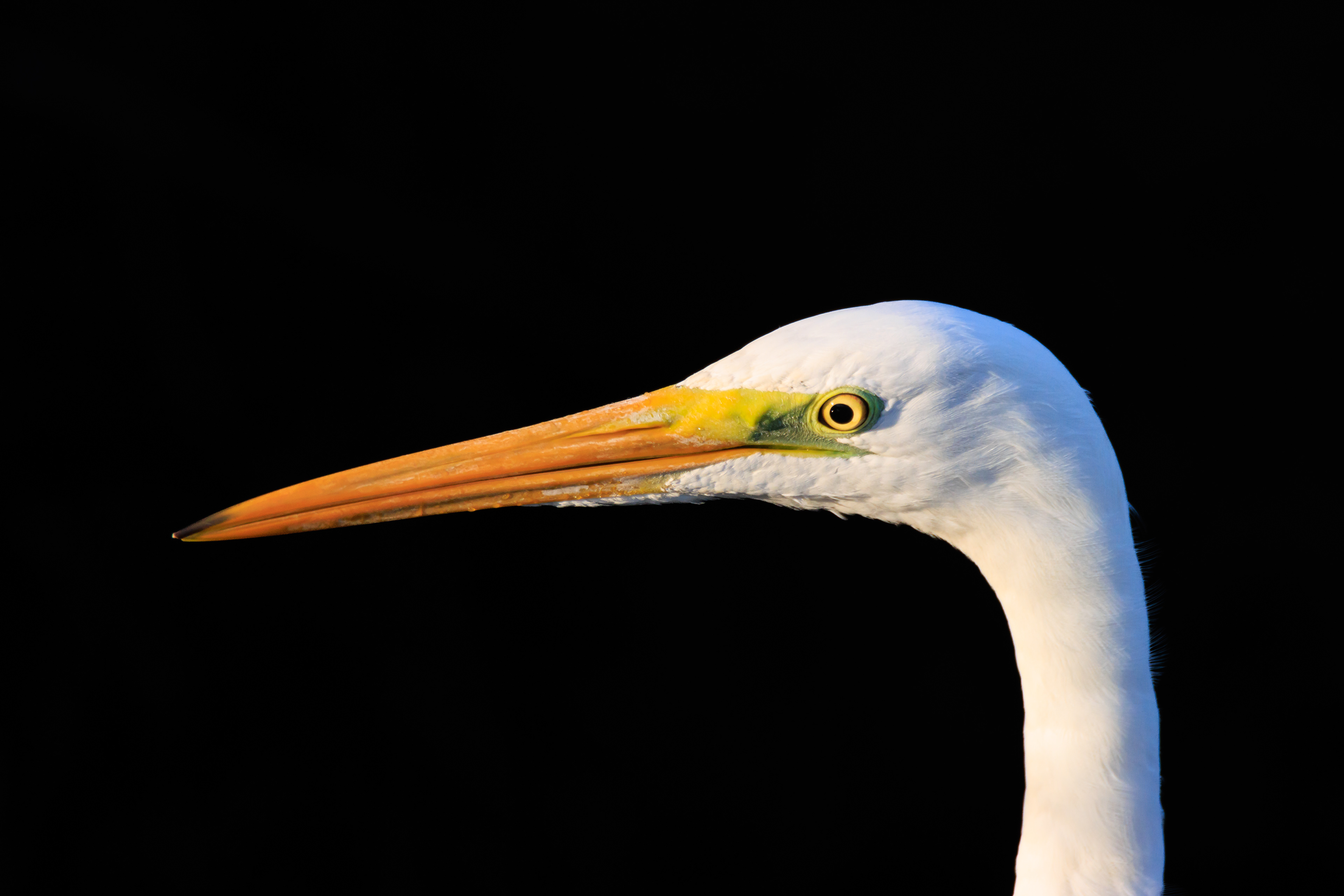 Great egret - Большая белая цапля - לבנית גדולה