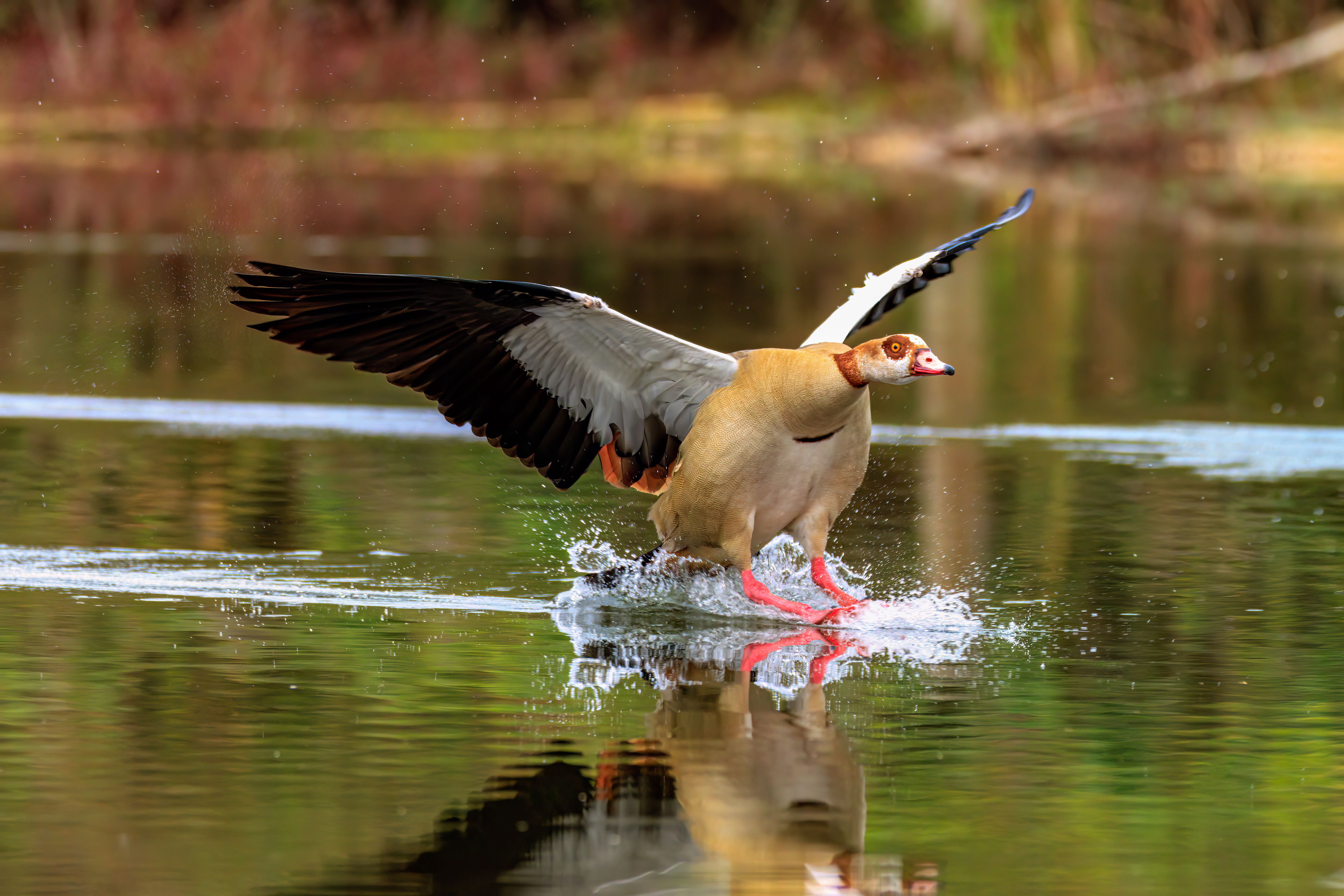 Egyptian goose - Нильский гусь - יאורית מצרית