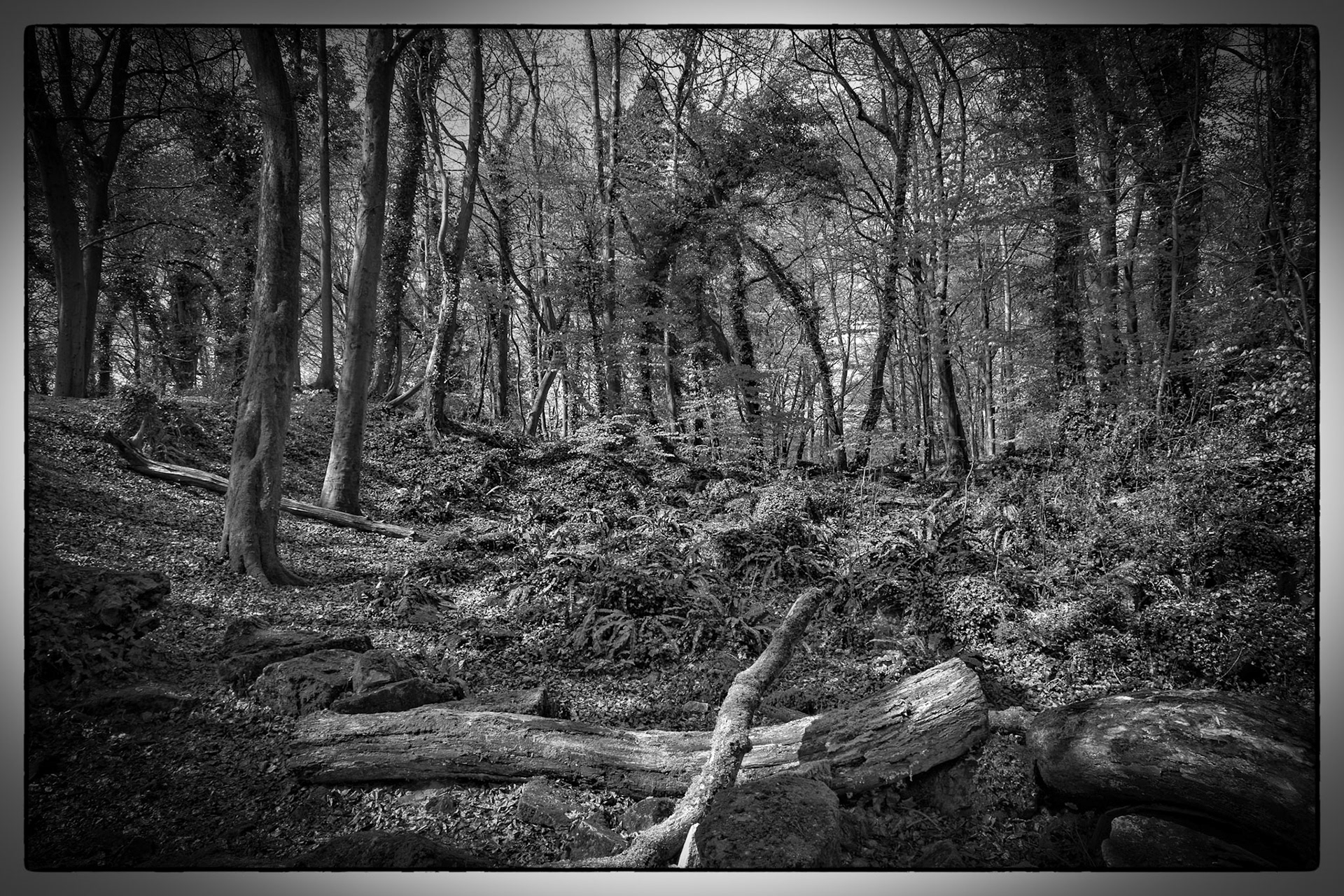 A black and white study of a quiet woodland scene, highlighting the textures, light, and natural forms of the forest floor and surrounding trees.