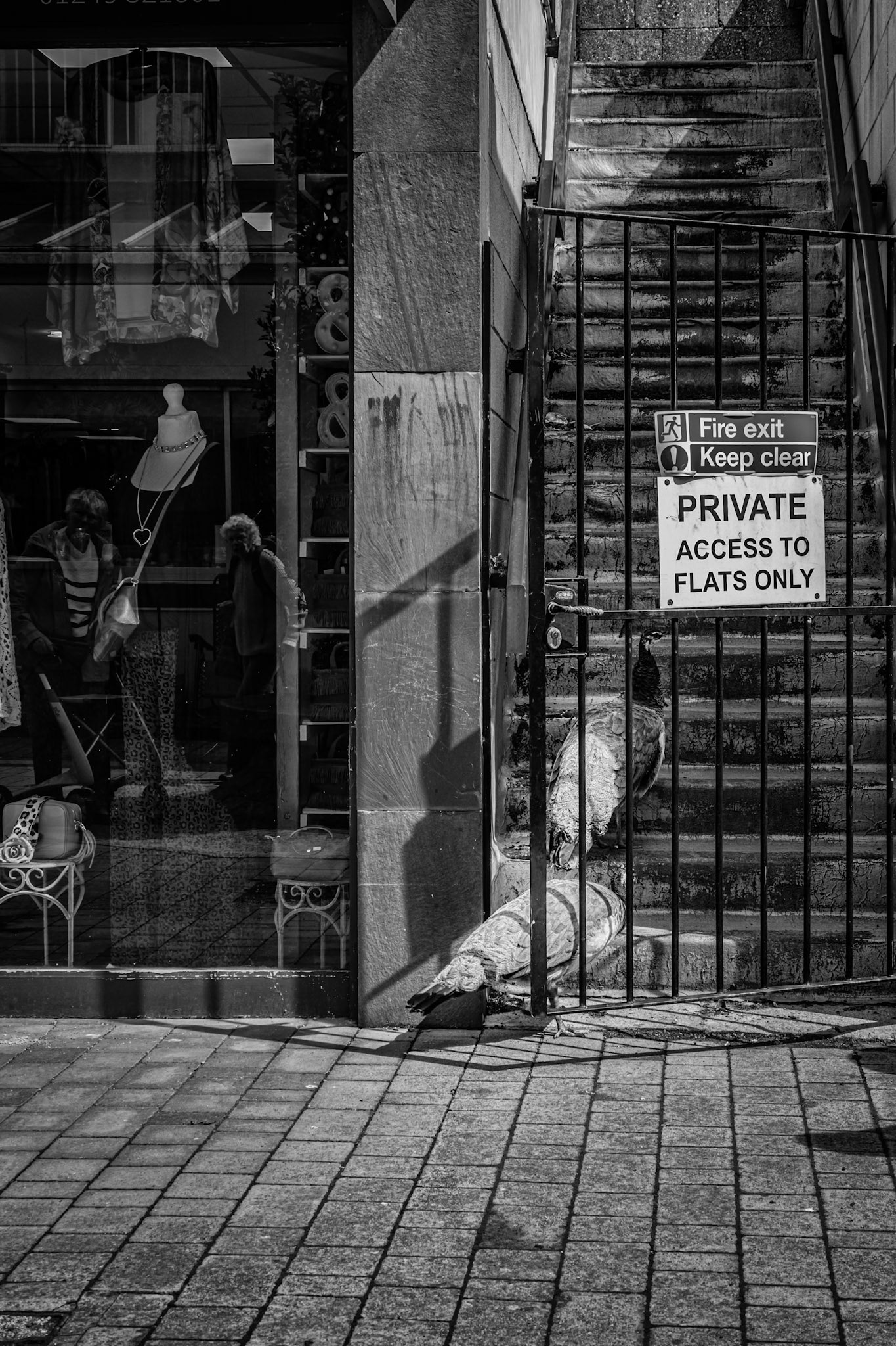 Street life meets absurdity: two peacocks ignore the sign and ascend a private stairwell, oblivious to rules and retail. Corsham, 2025.