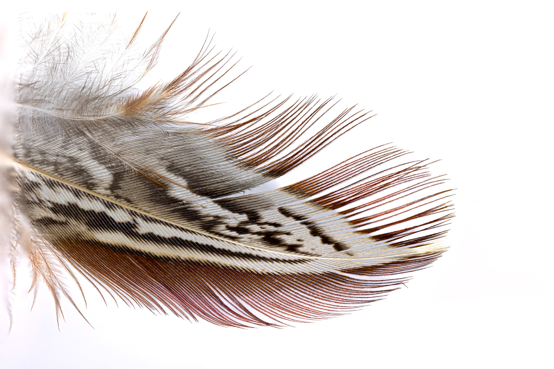 Feather Light