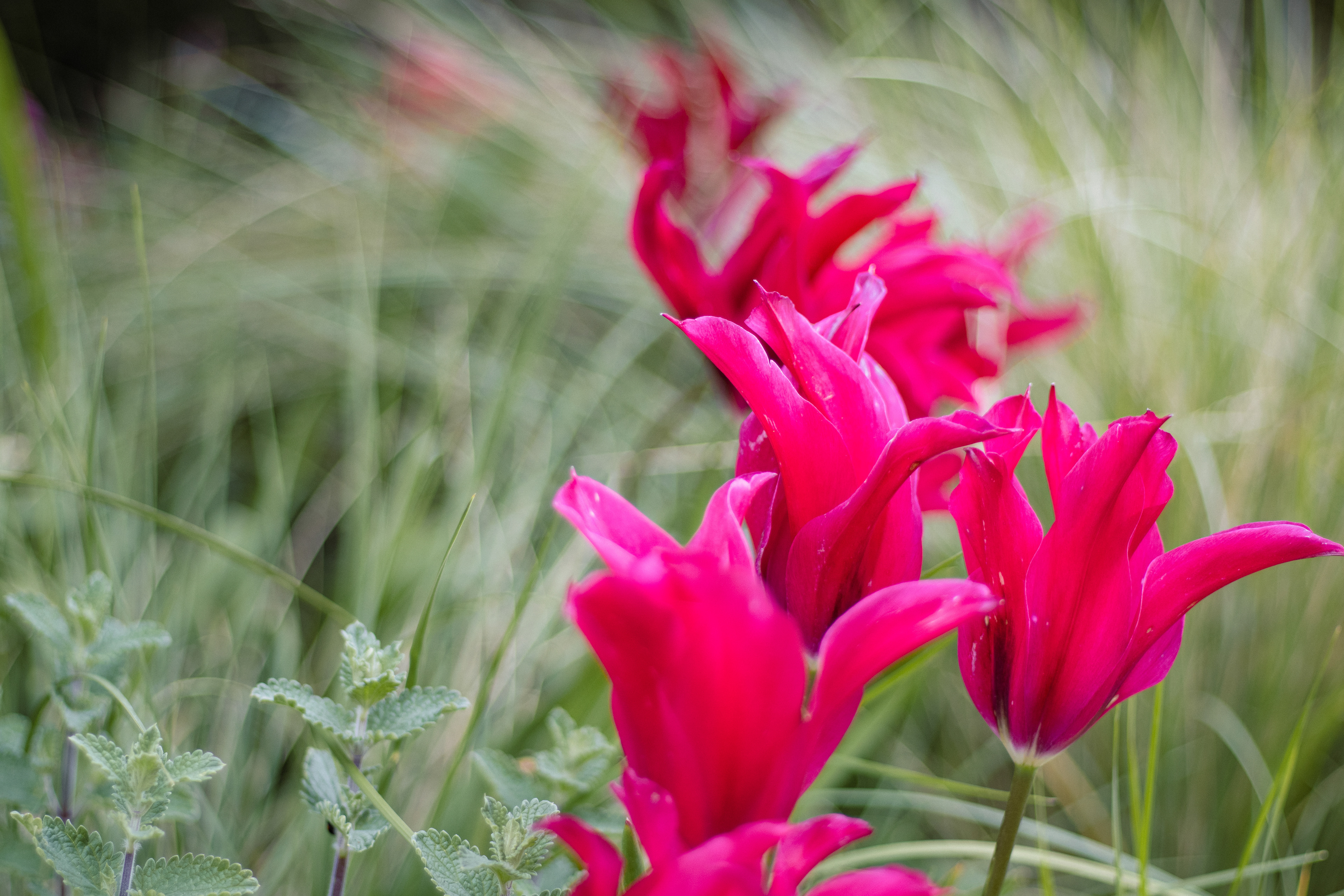 Tulips in Breeze