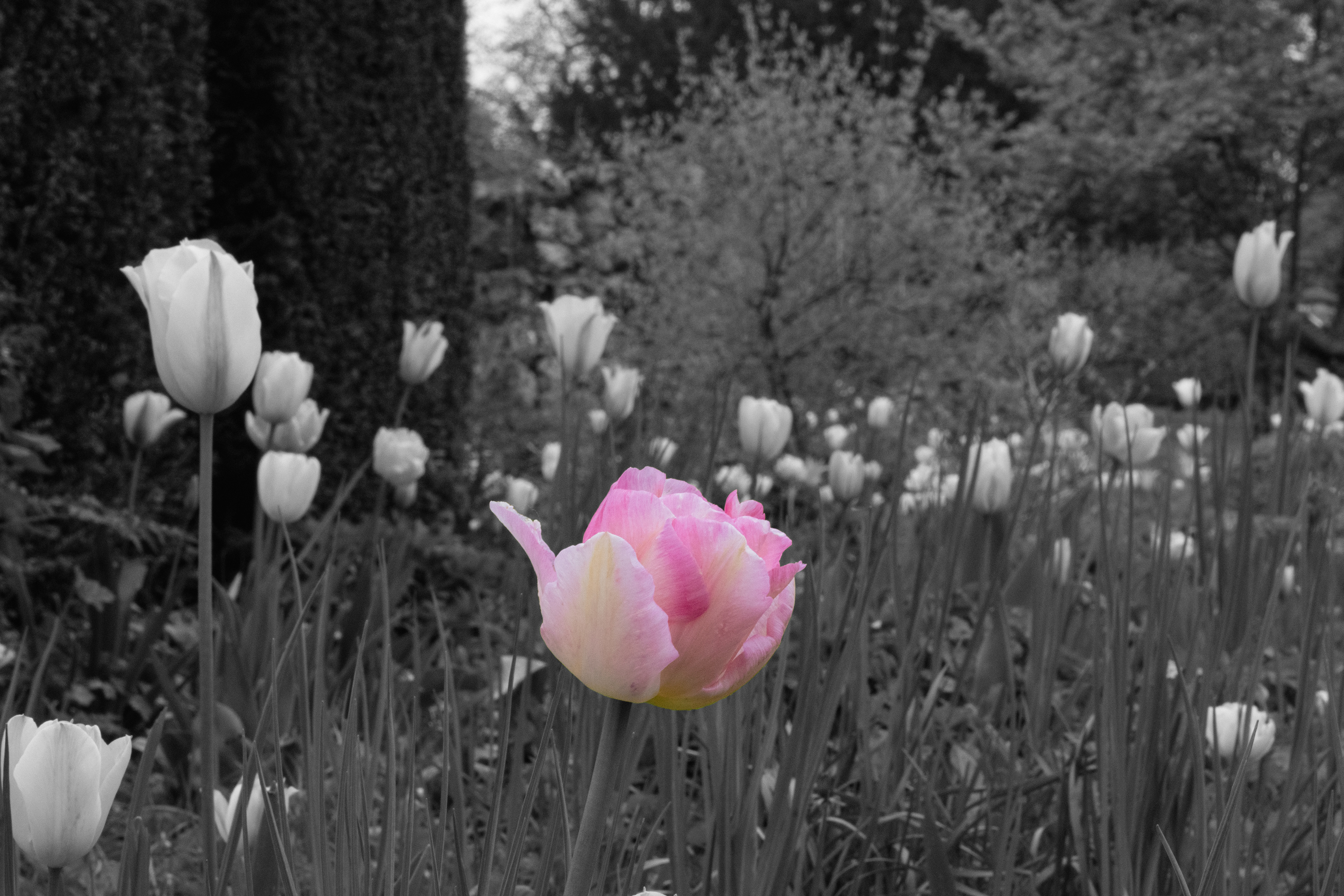 Using colour to isolate a subject