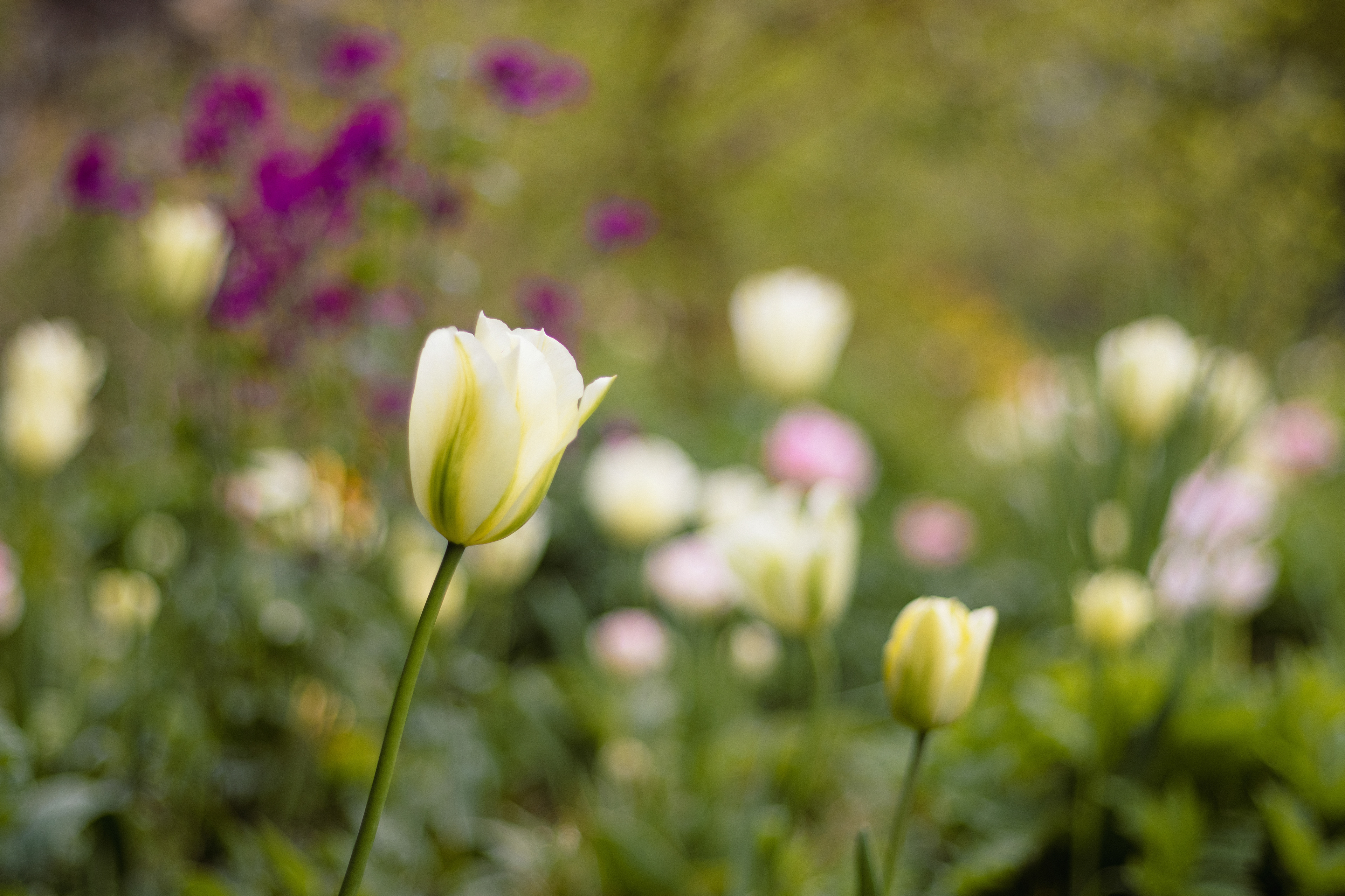 Isolation using shallow DoF and selective focus