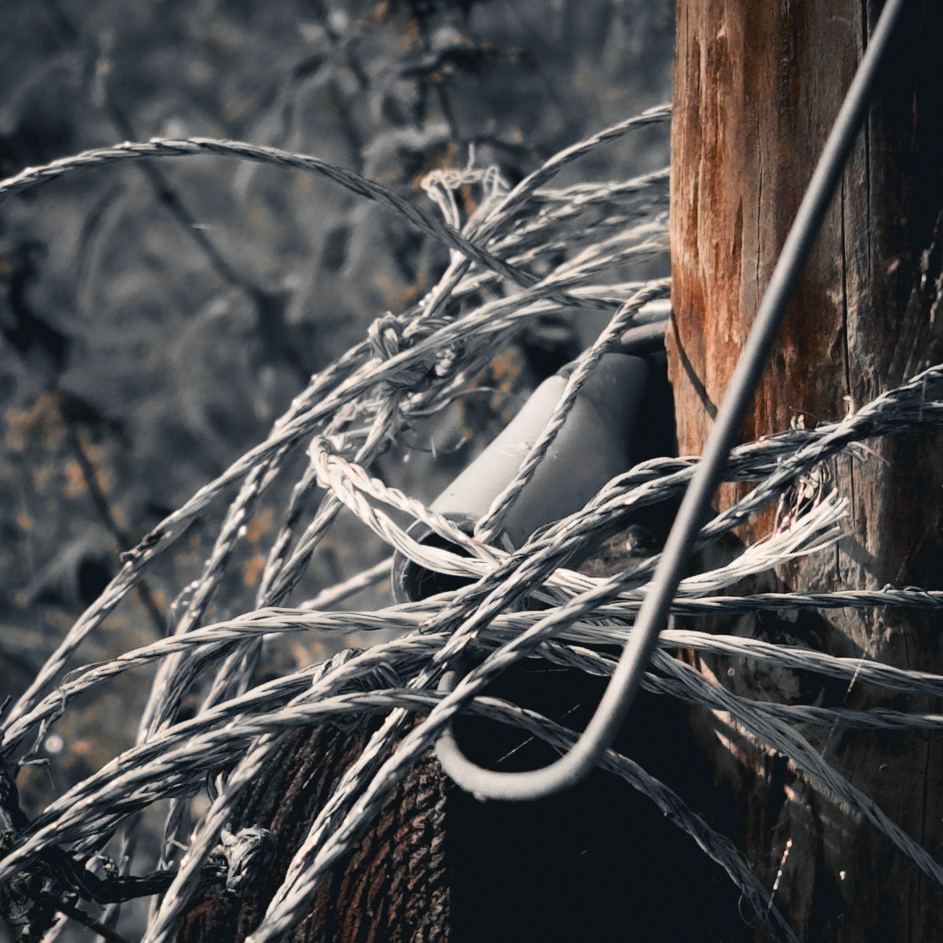Tangled
