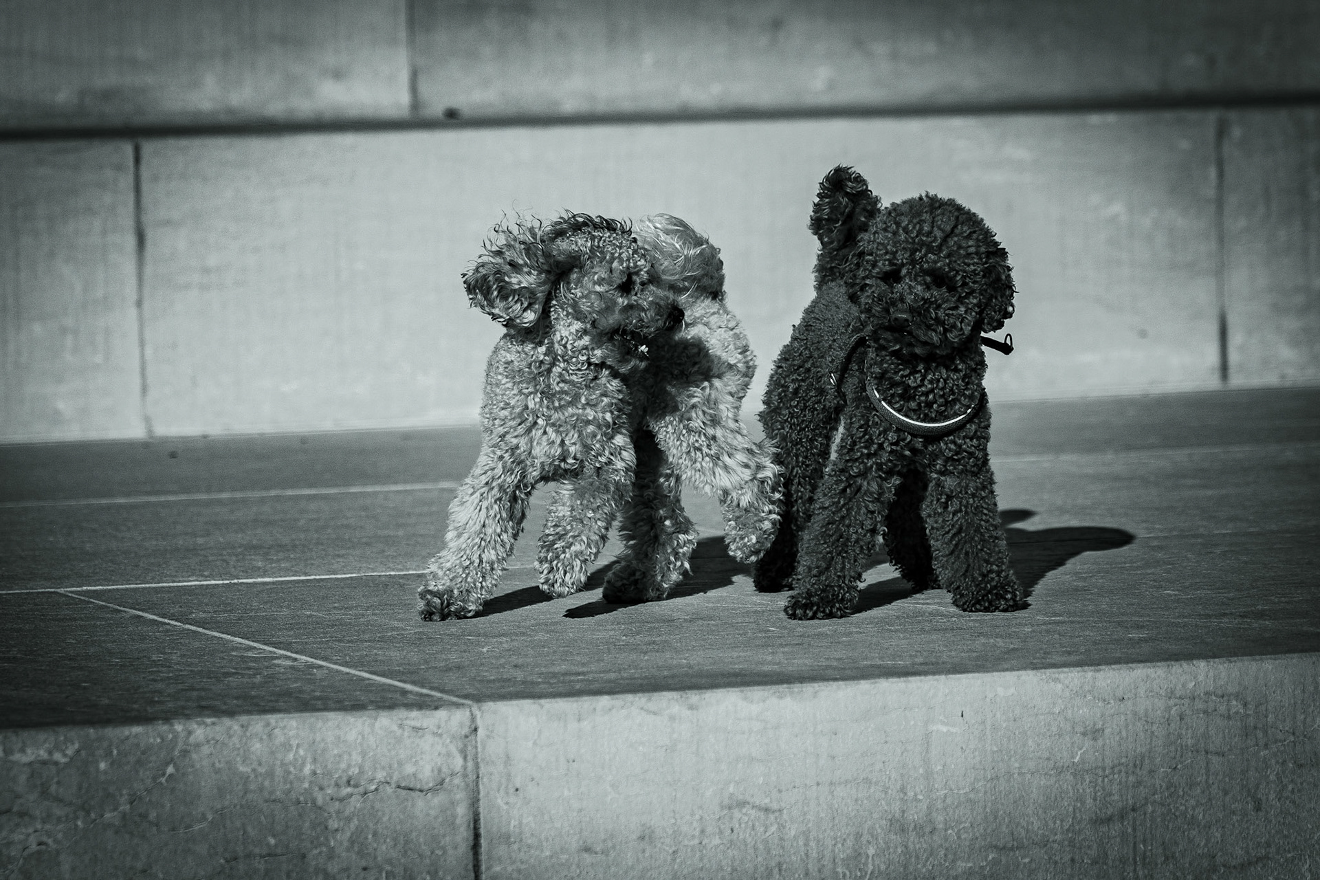 © Gilles Cappadoro