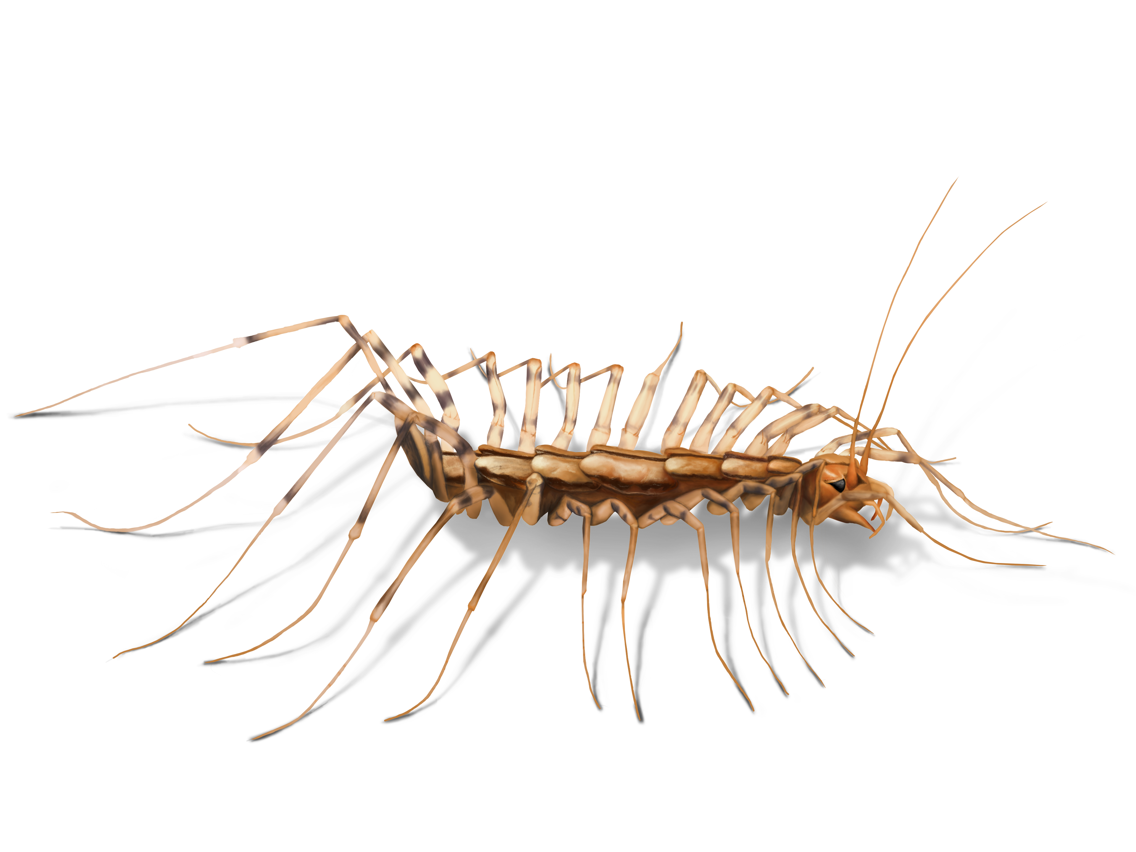 Centipede 