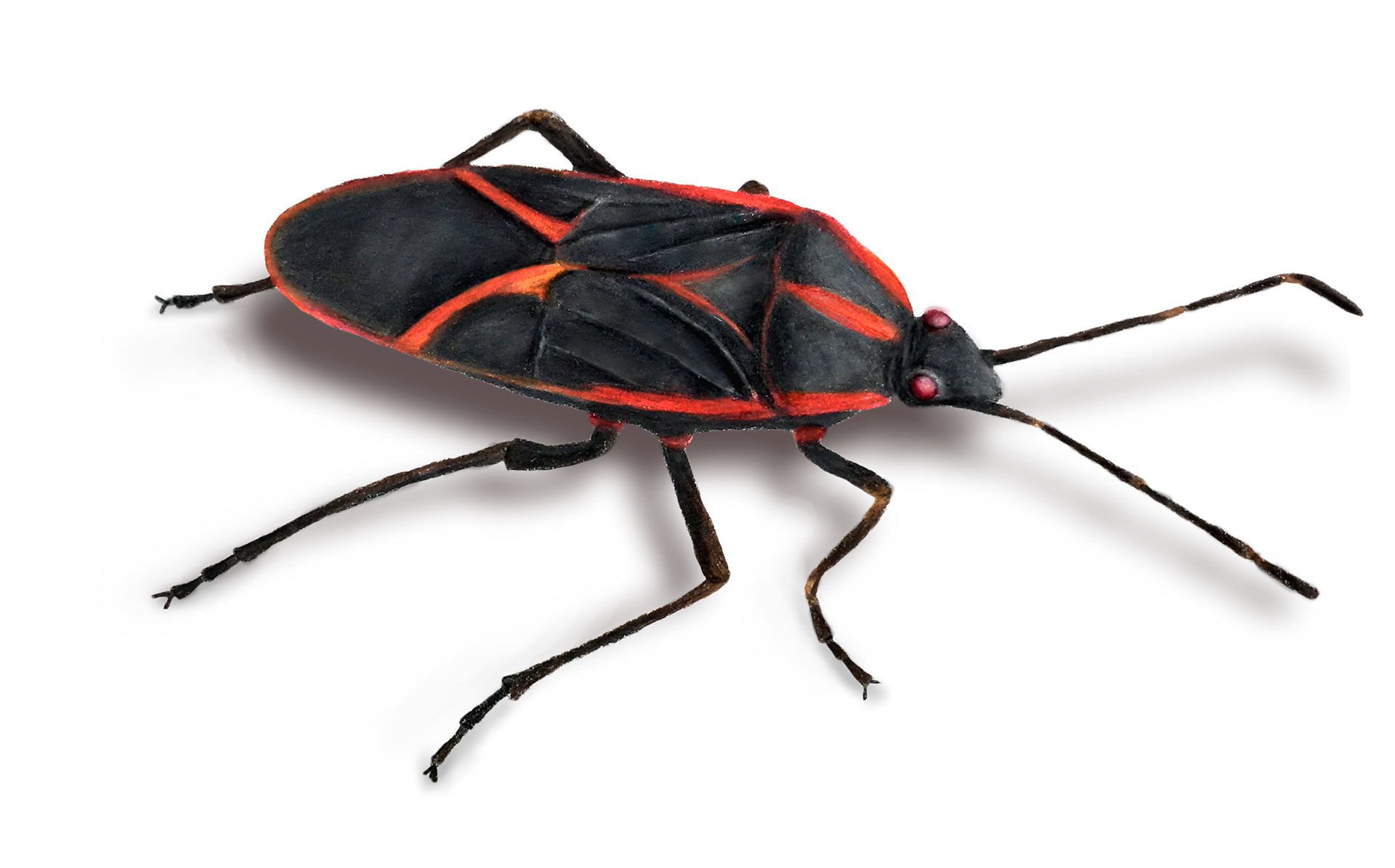 Box Elder Bug