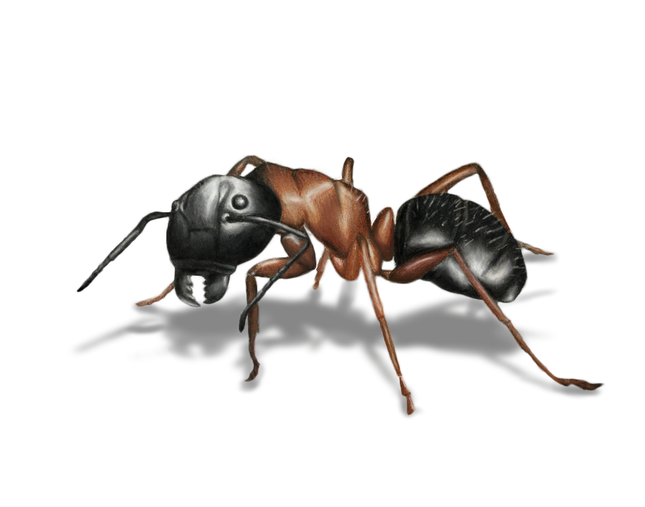 Carpenter Ant