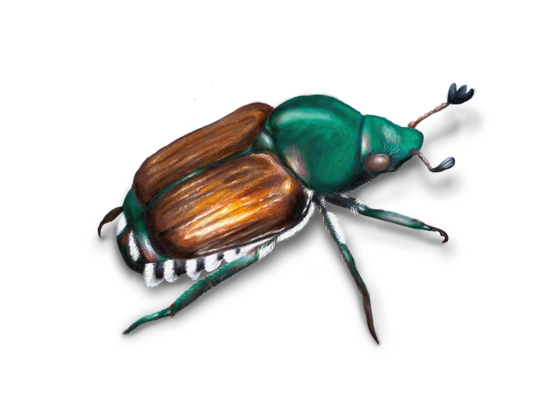 Japanese Beetle
