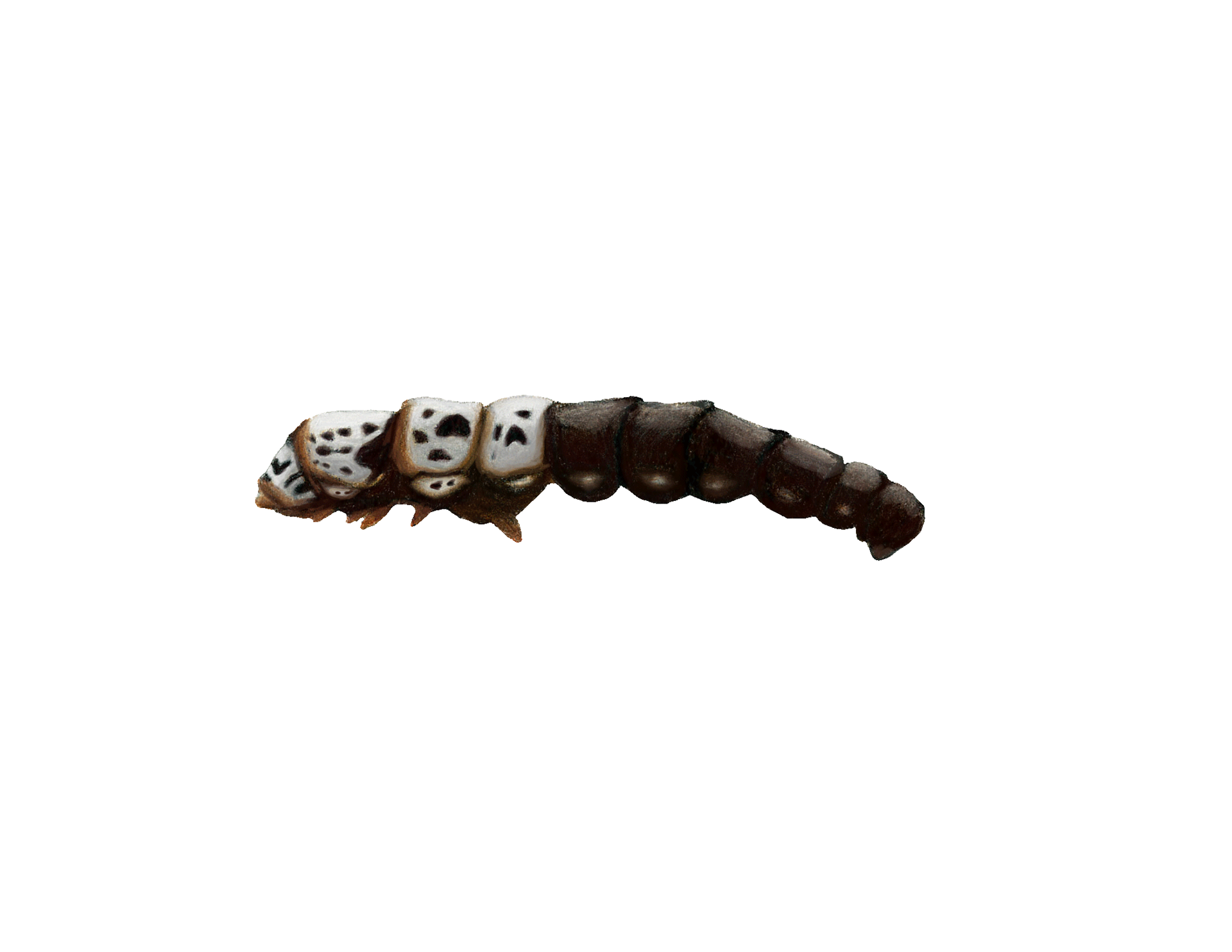 Bagworm Caterpillar 